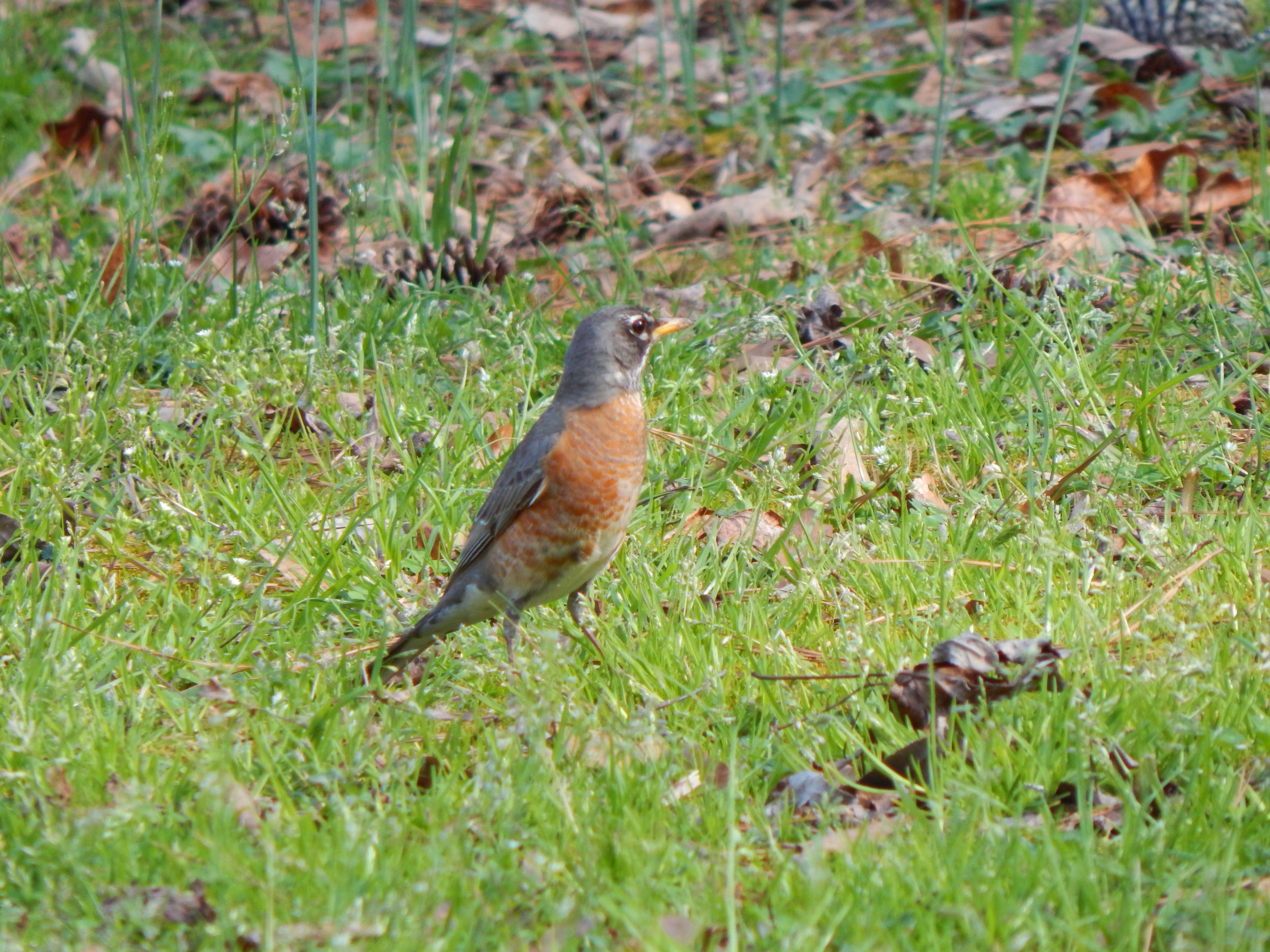 Robin in Alabama.