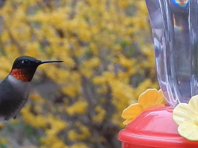 Male Ruby-throated Hummingbird.