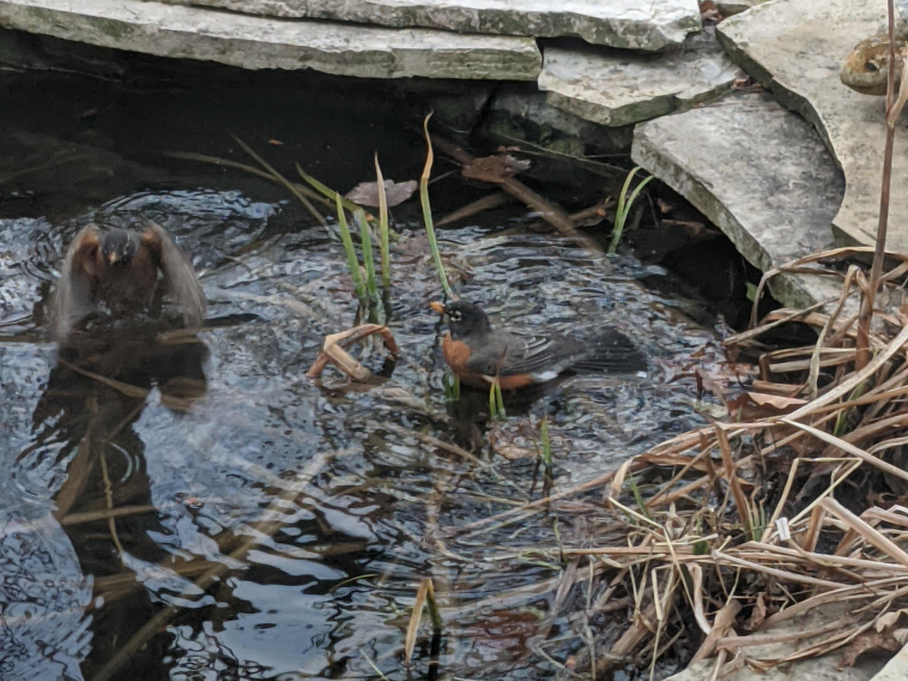 Robins taking a bath.