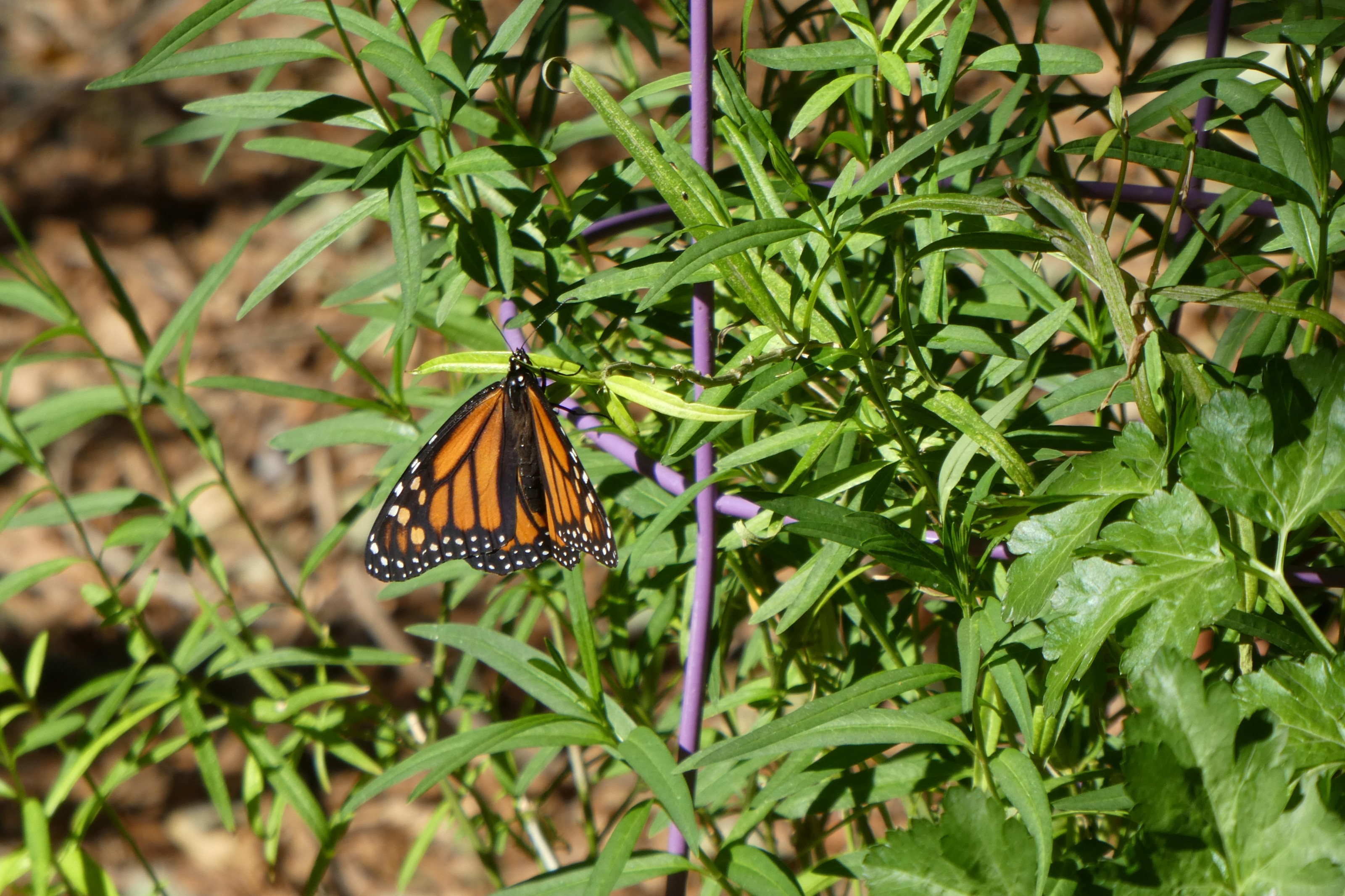 Monarch in Chandler, AZ