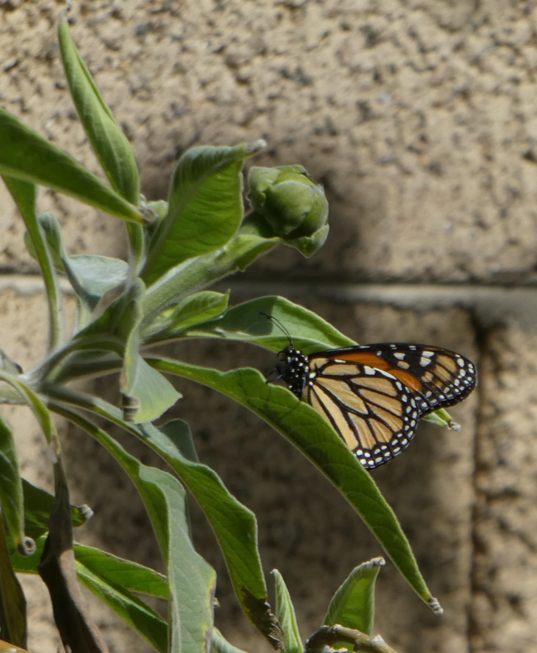 Monarch in Arizona