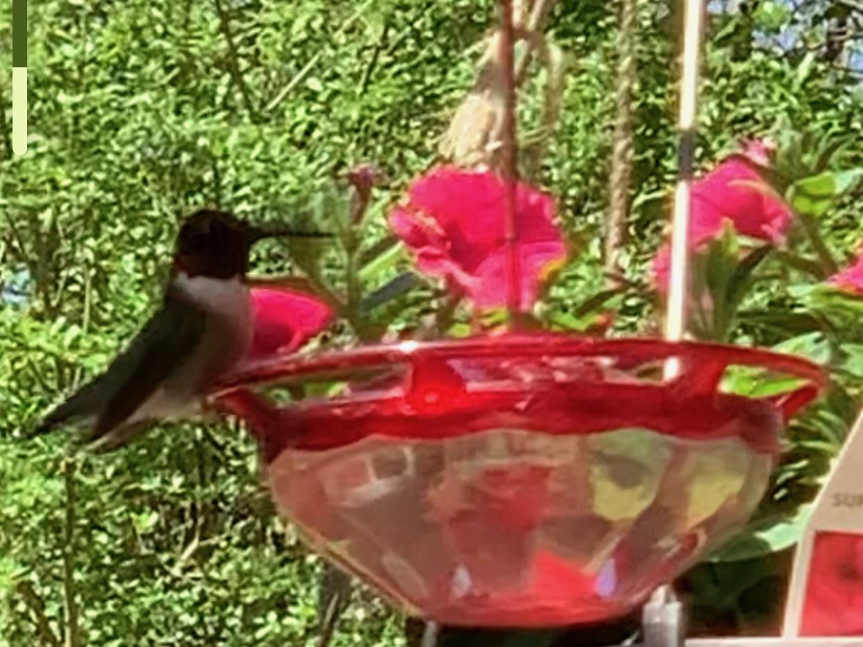 Ruby-throated Hummingbird.