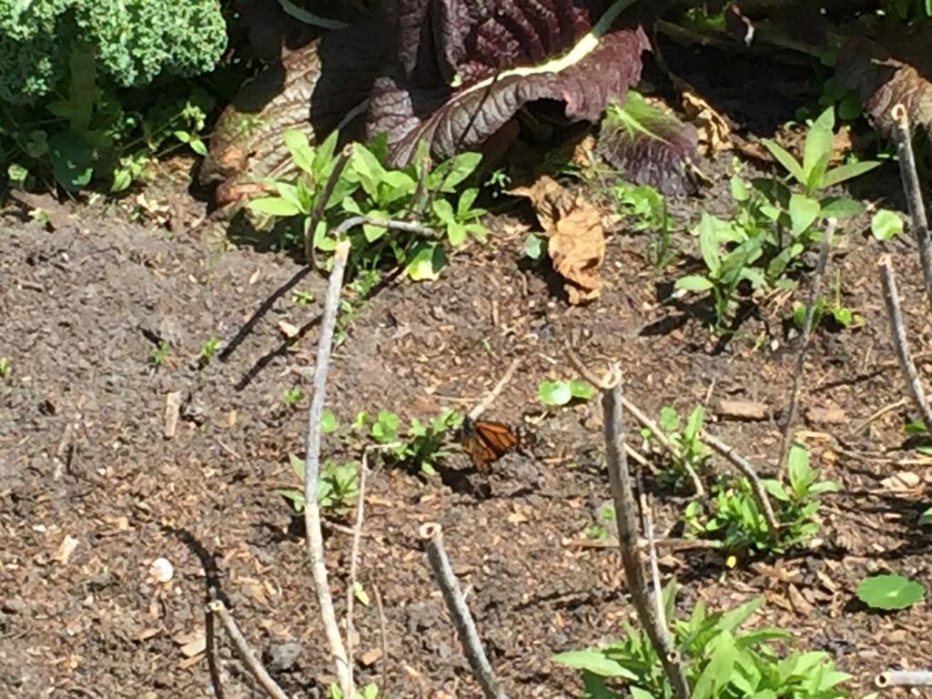 Monarch laying eggs