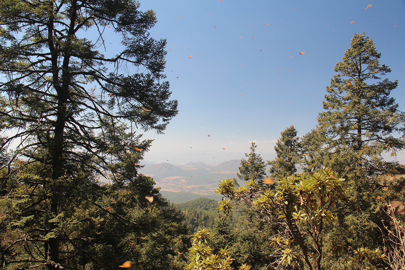 Monarchs at Sierra Chincua.