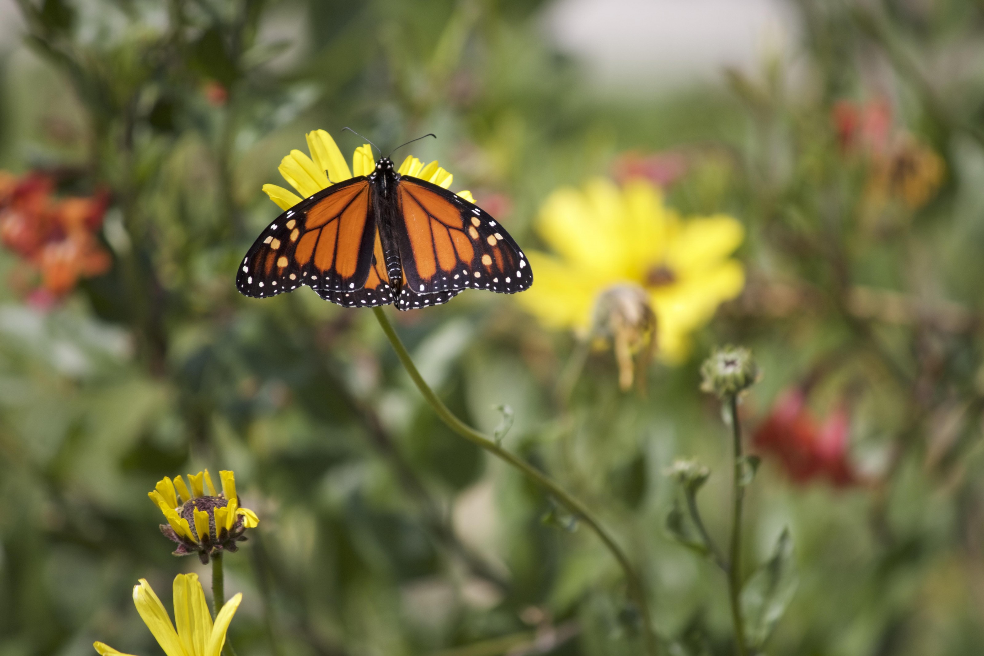 Monarch in Ontario, CA