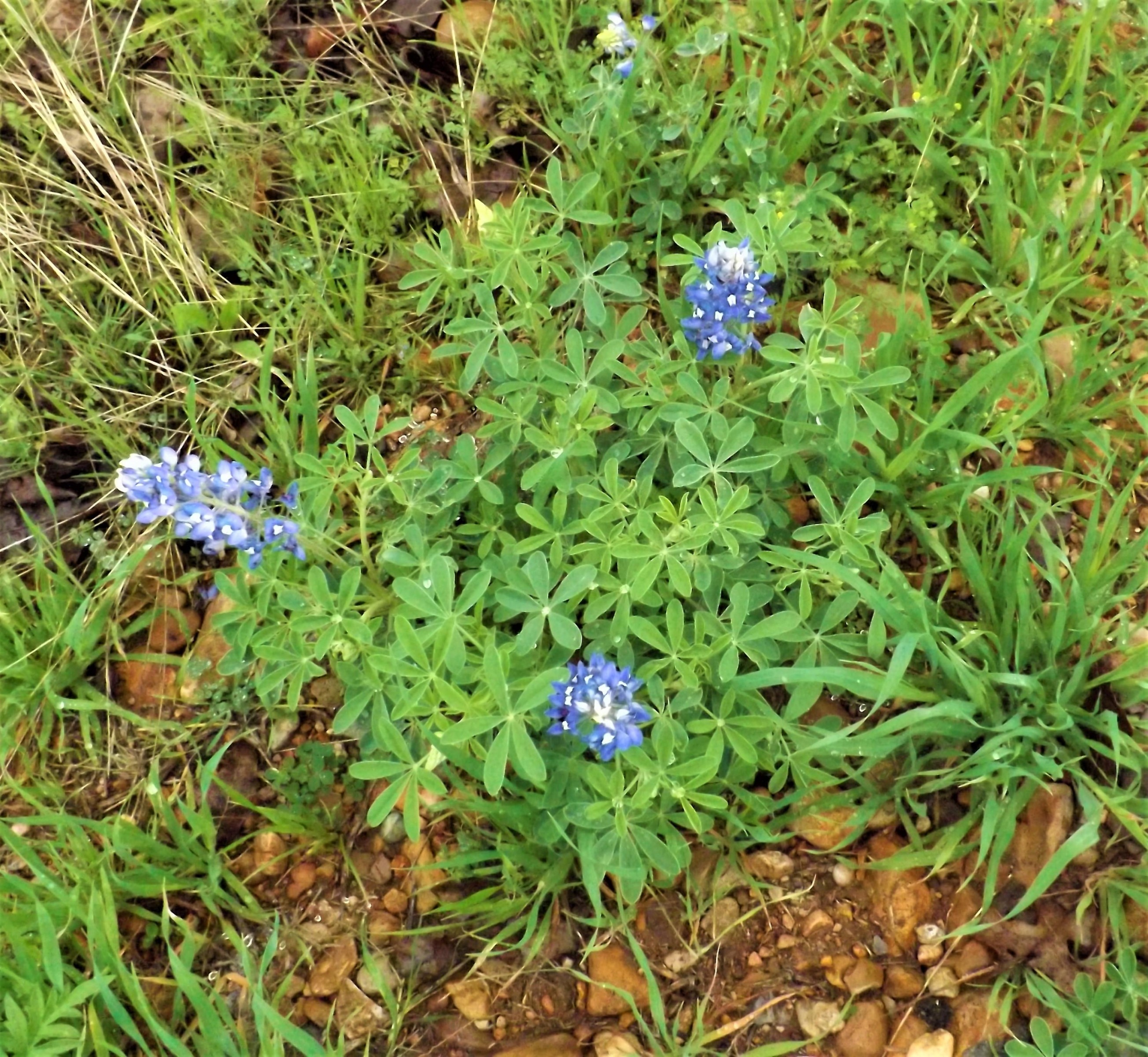 Bluebonnet