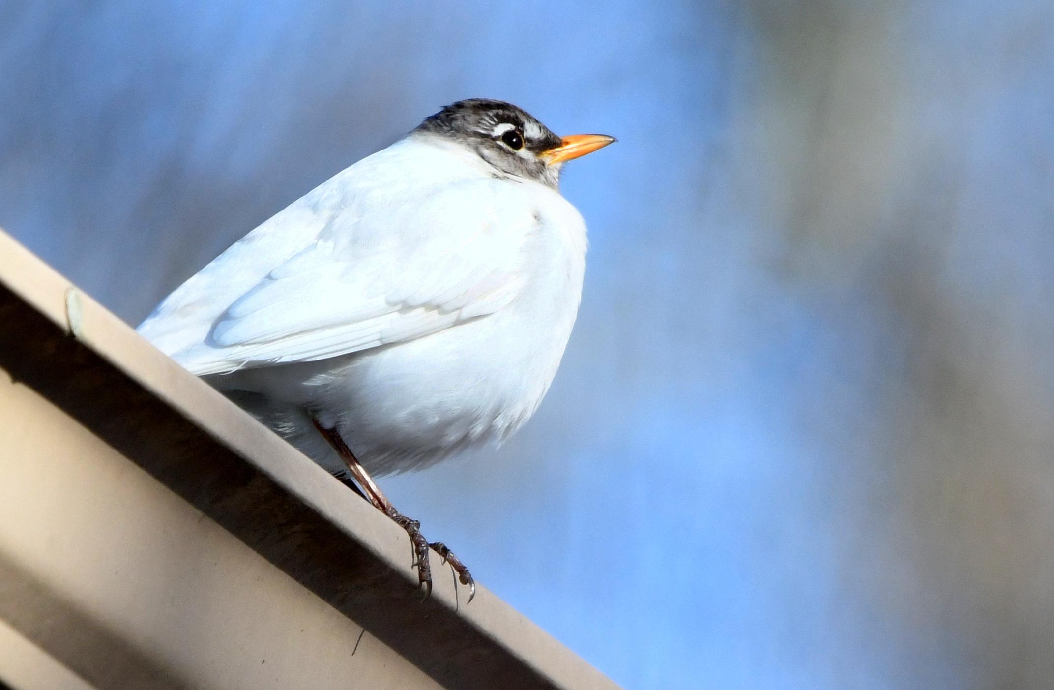 Leucistic Robin