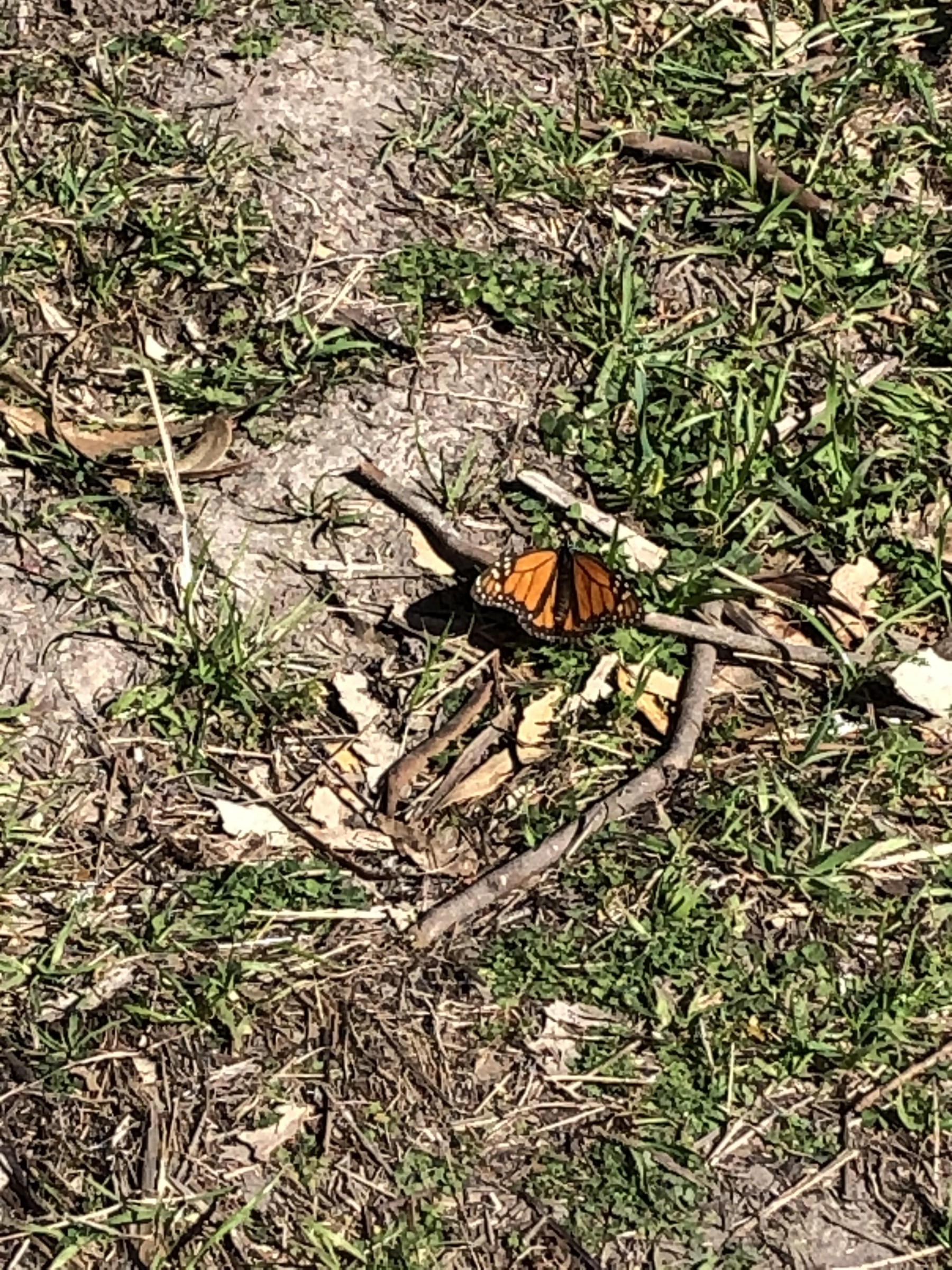 Monarch in Santa Cruz