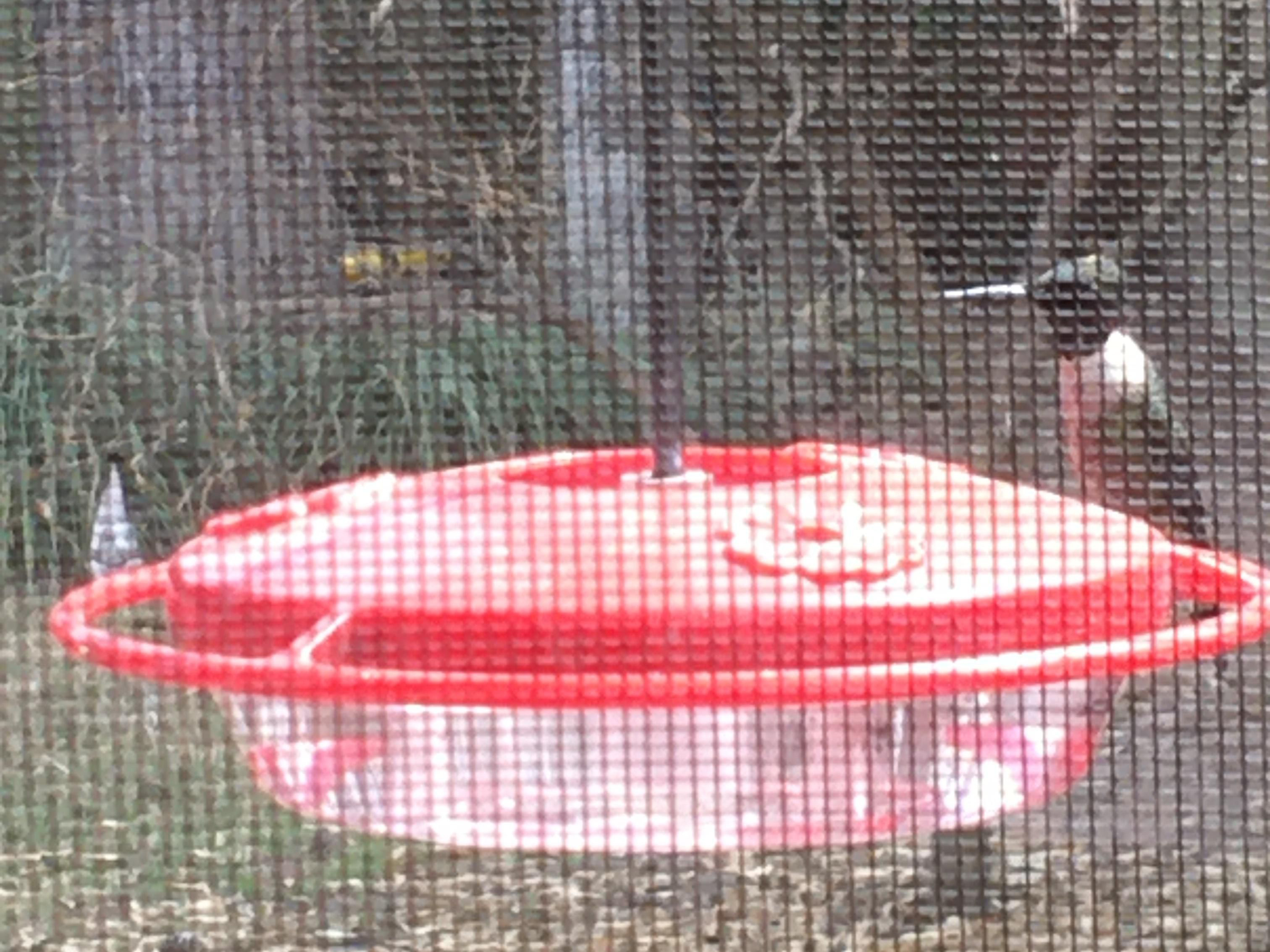  Male Ruby-throated Hummingbird