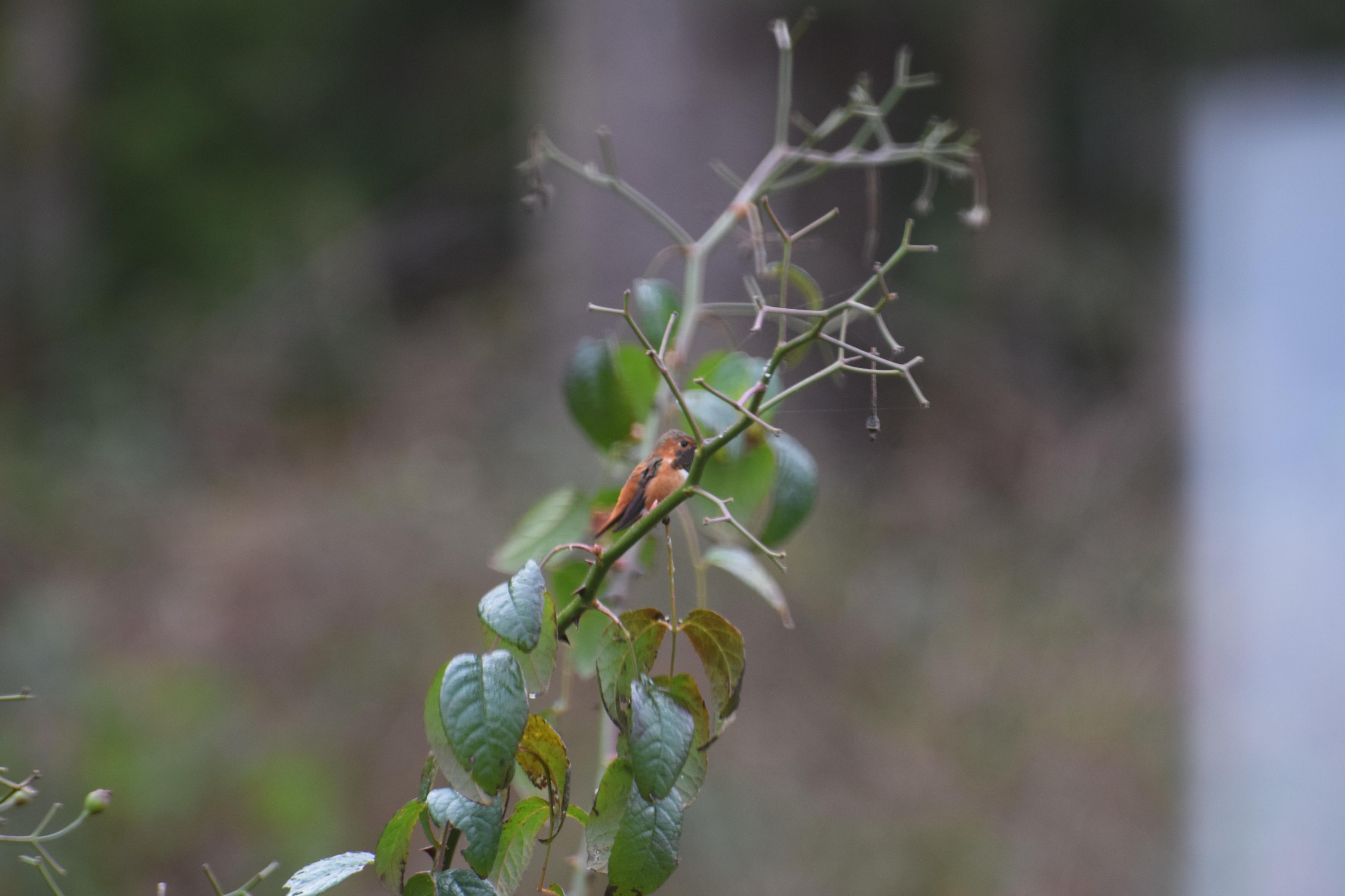 Rufous Hummingbird 