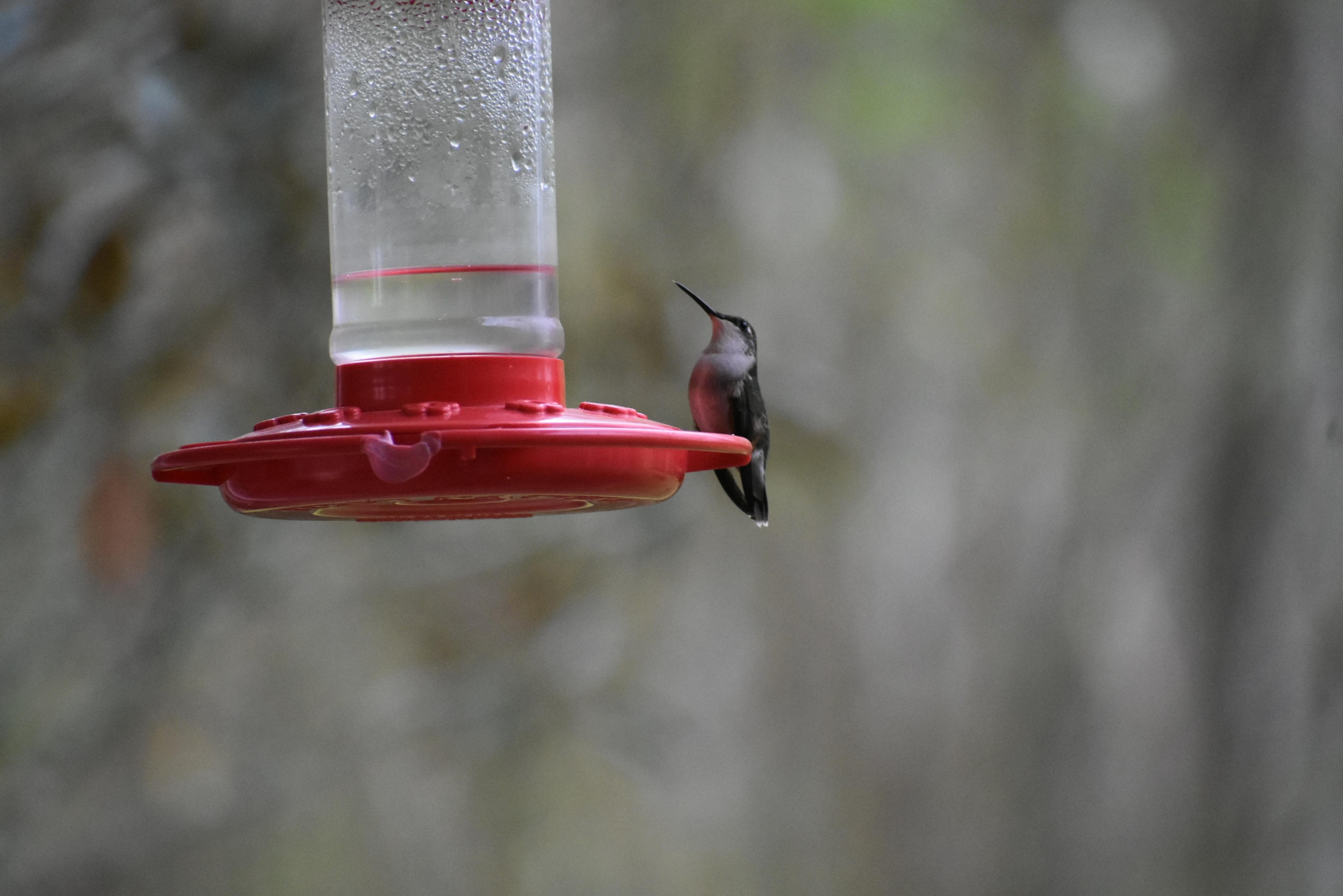 Female Rub-throated Hummingbird.