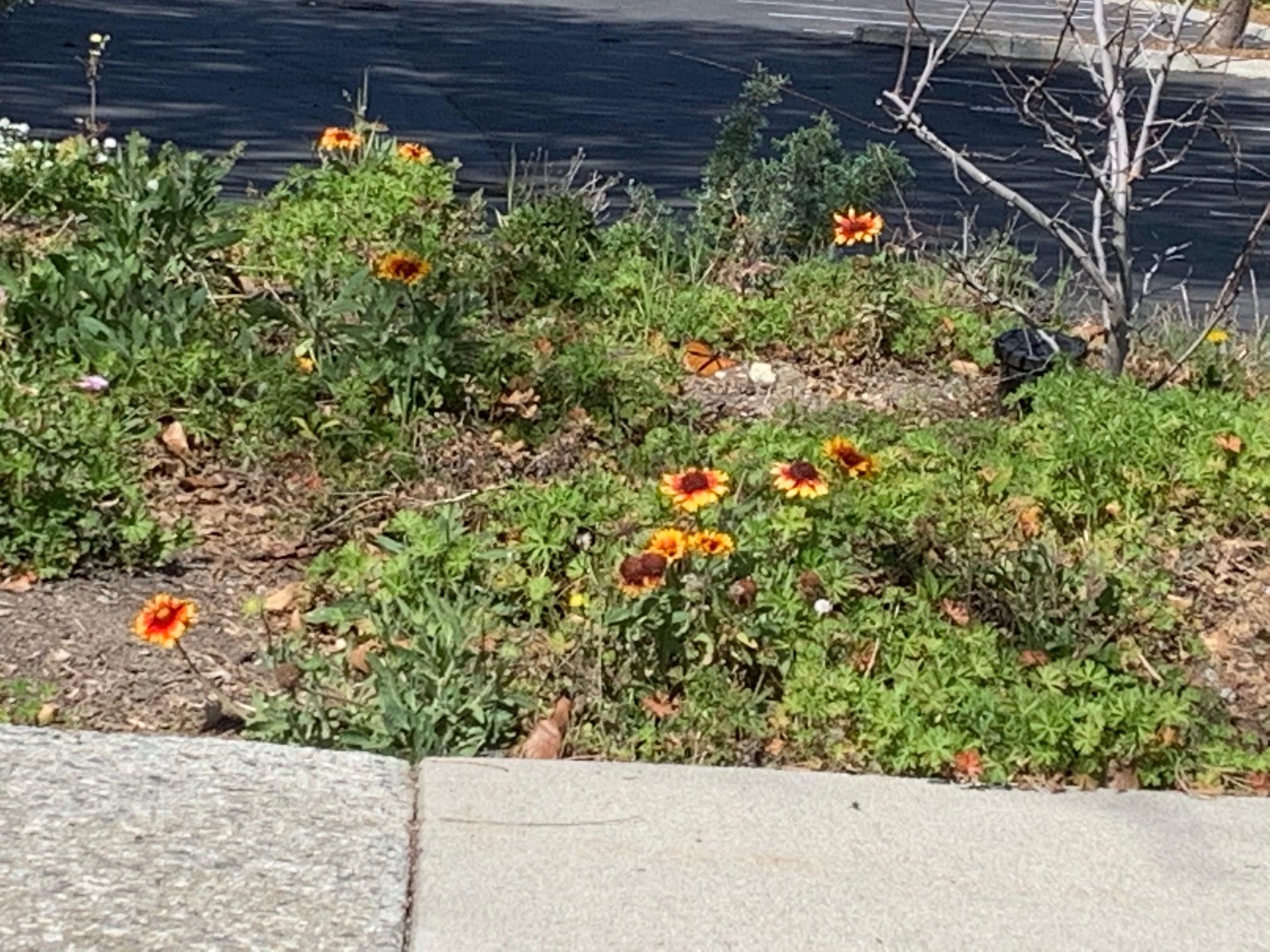 Monarchs in California