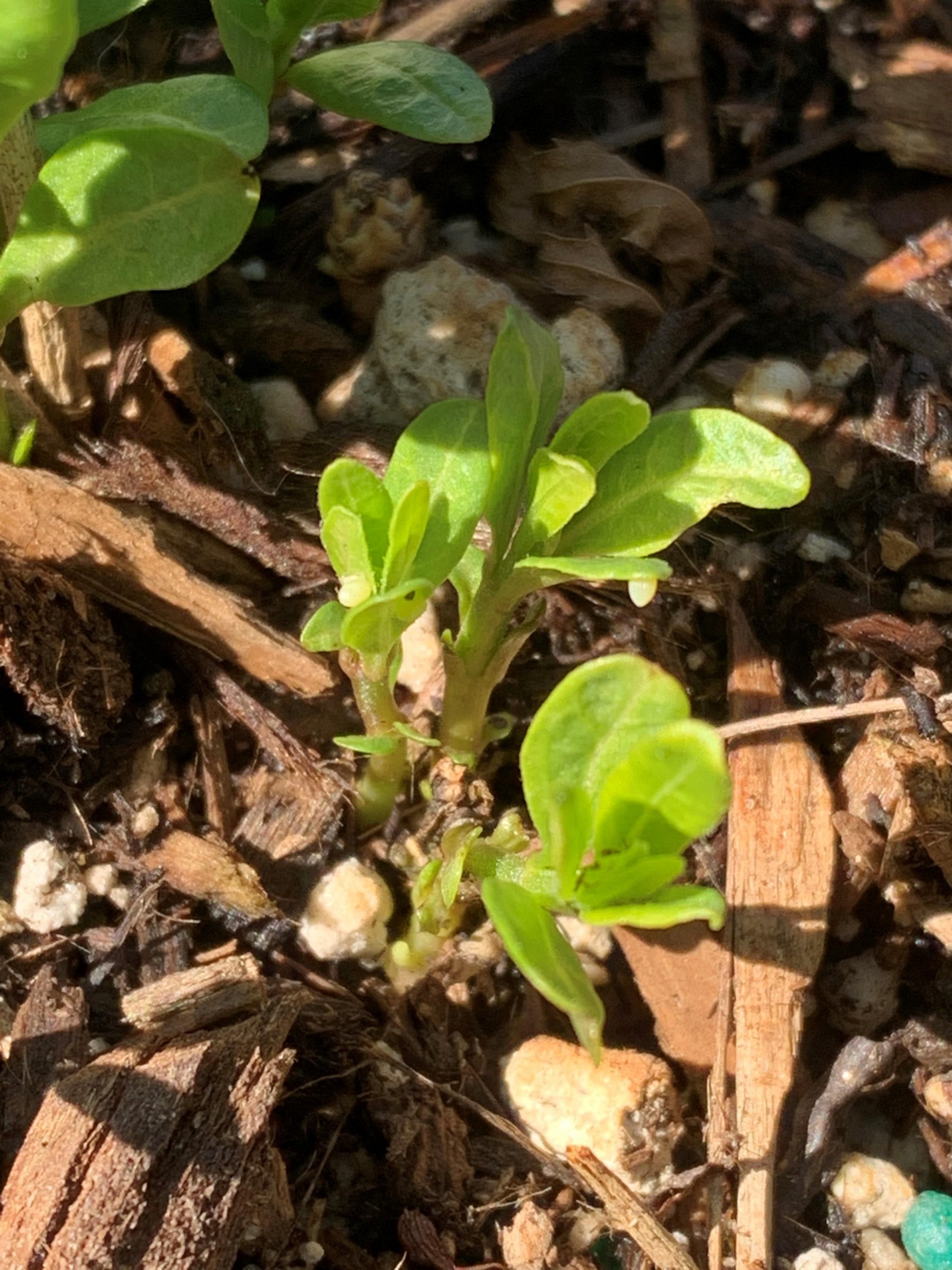 Monarch eggs on Milkweed