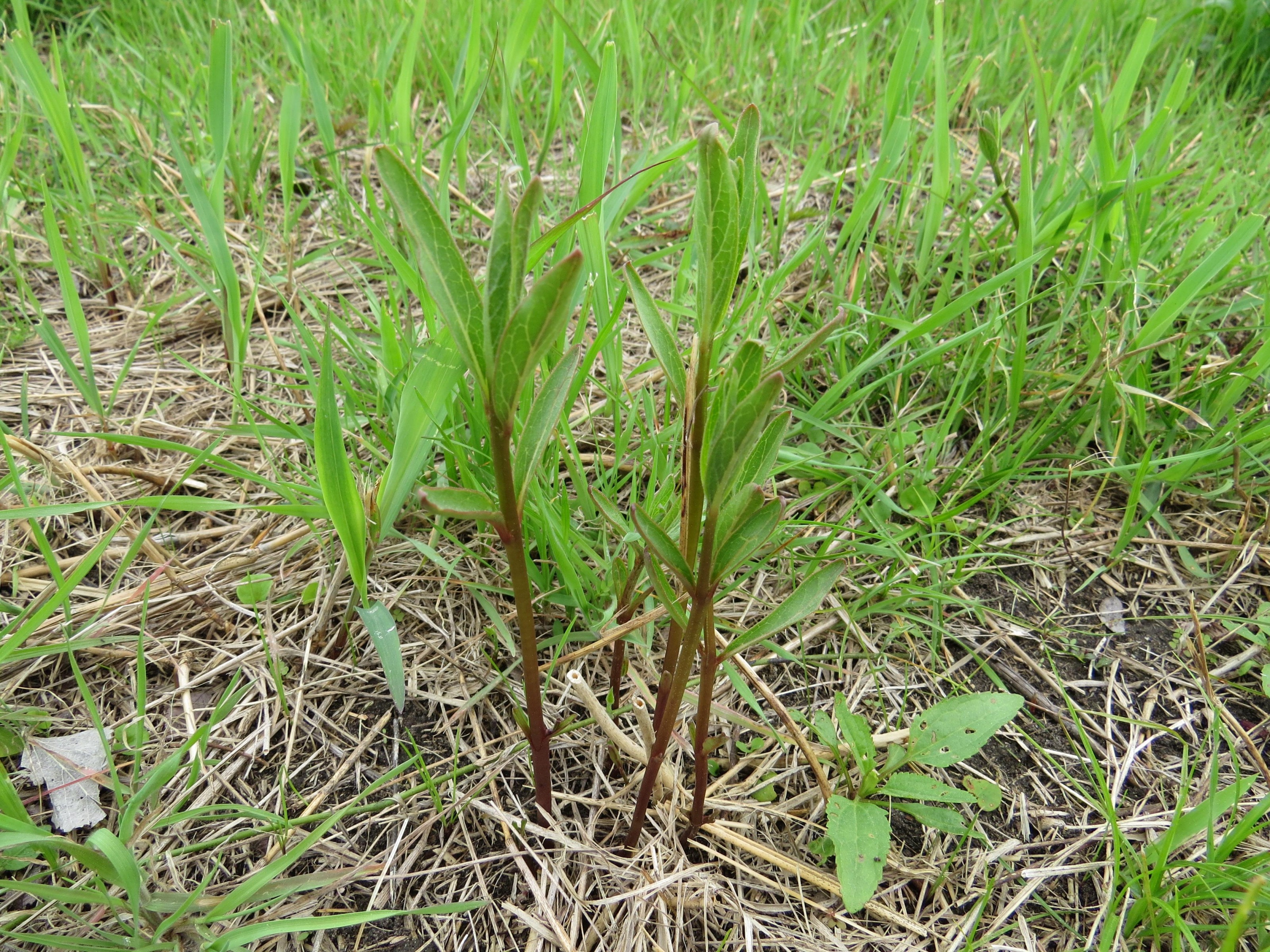 Milkweed sprouts