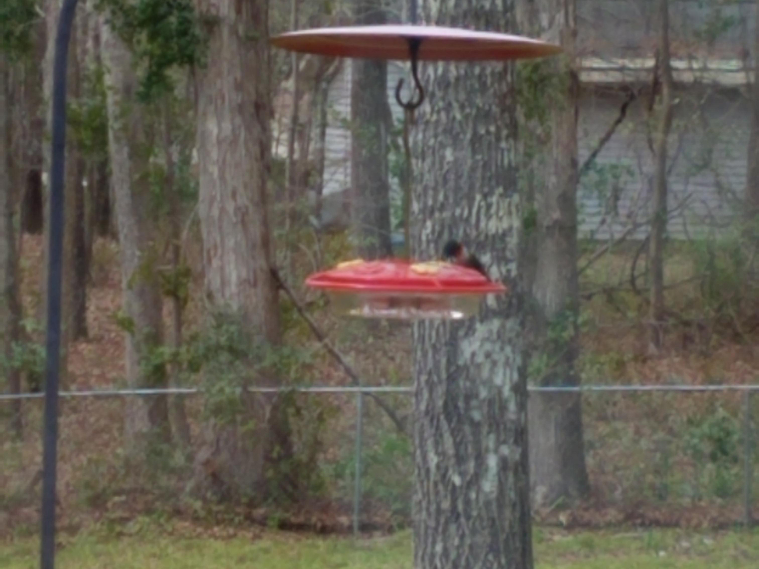 Male Ruby-throated Hummingbird.