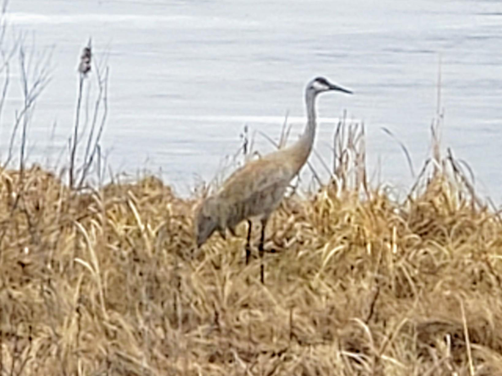 Sandhill Crane