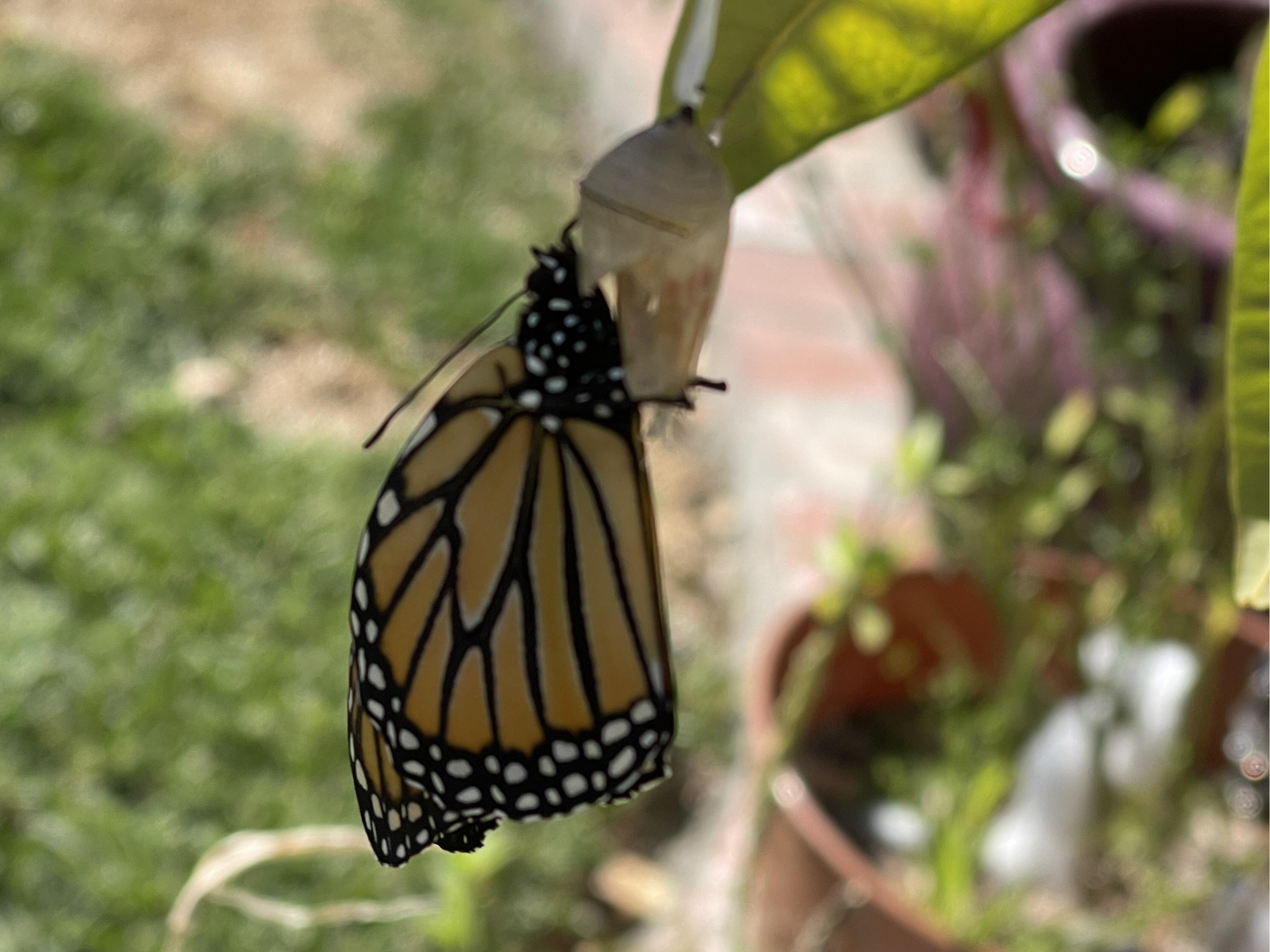 emerging monarch