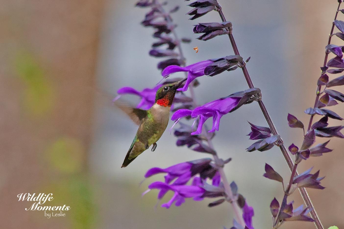 Ruby-throated Hummingbird