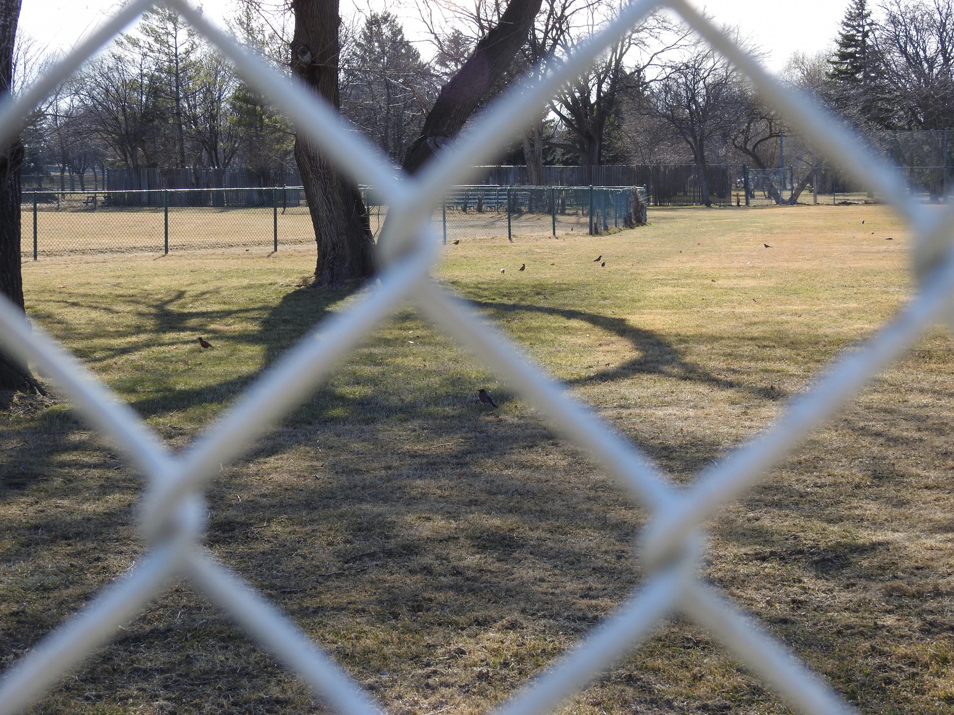 Wave of Robins at a park.