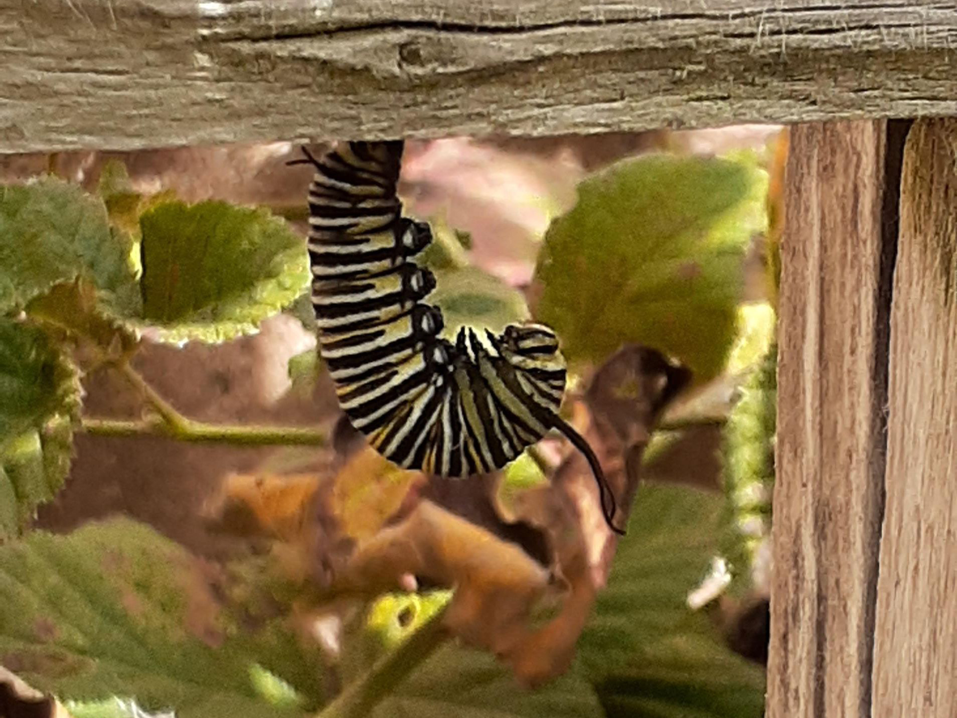 Larva beginning pupa stage