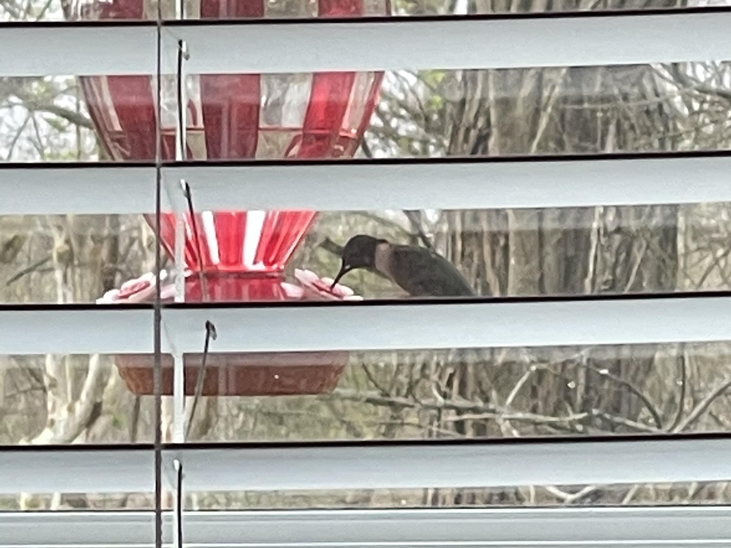 Male Ruby-throated Hummingbird.