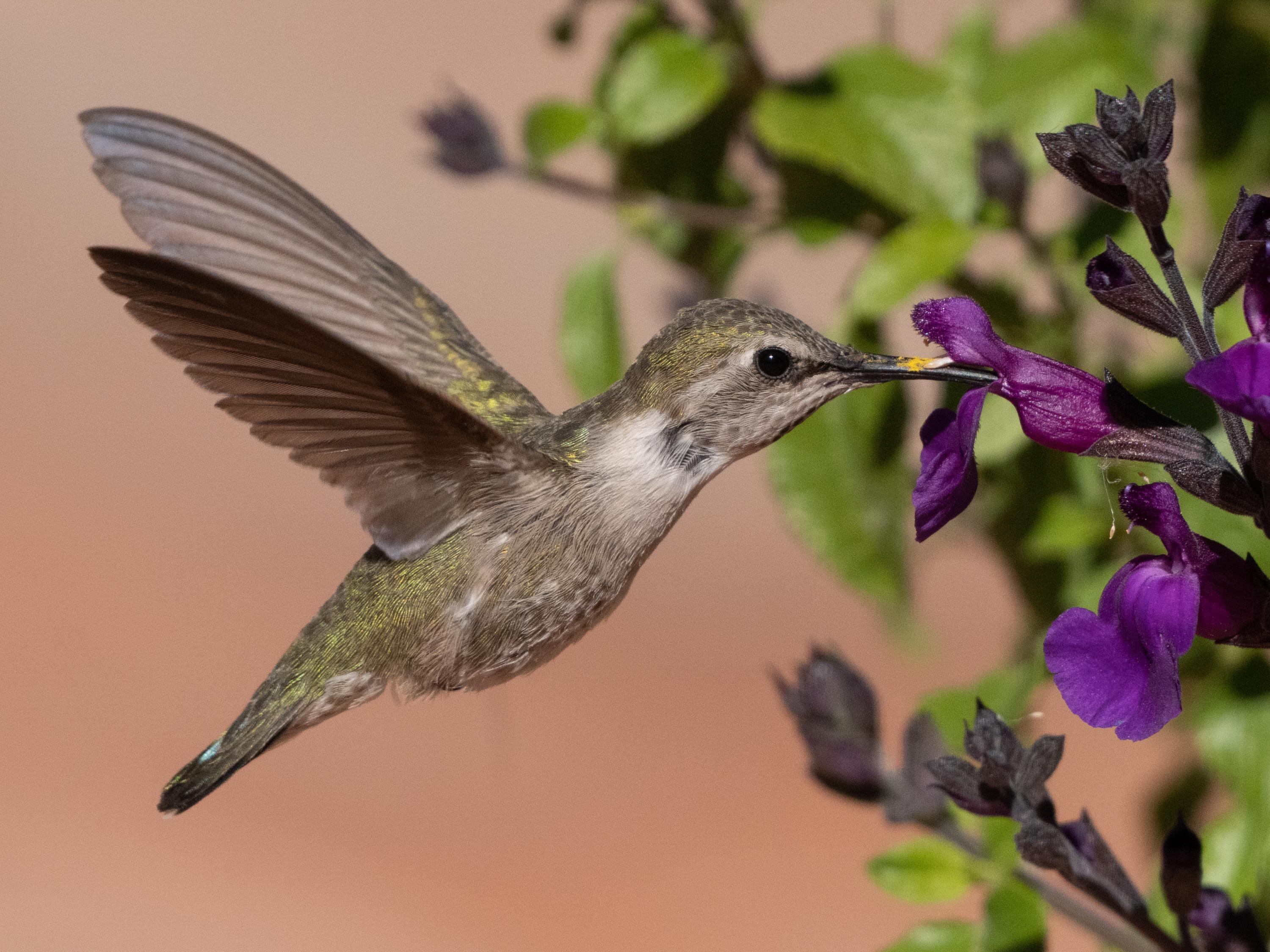 Anna's Hummingbird 