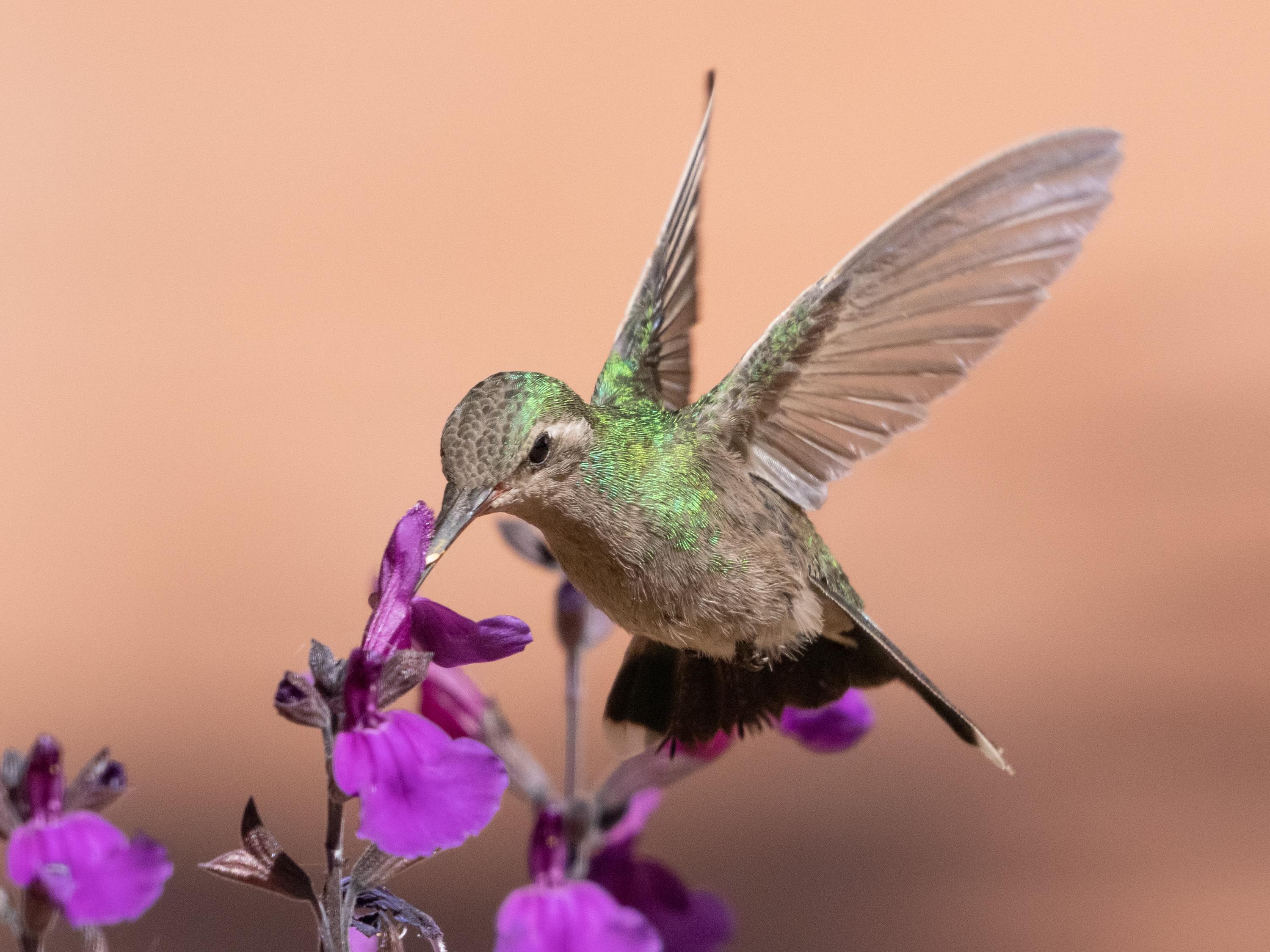 Broad-billed Hummingbird