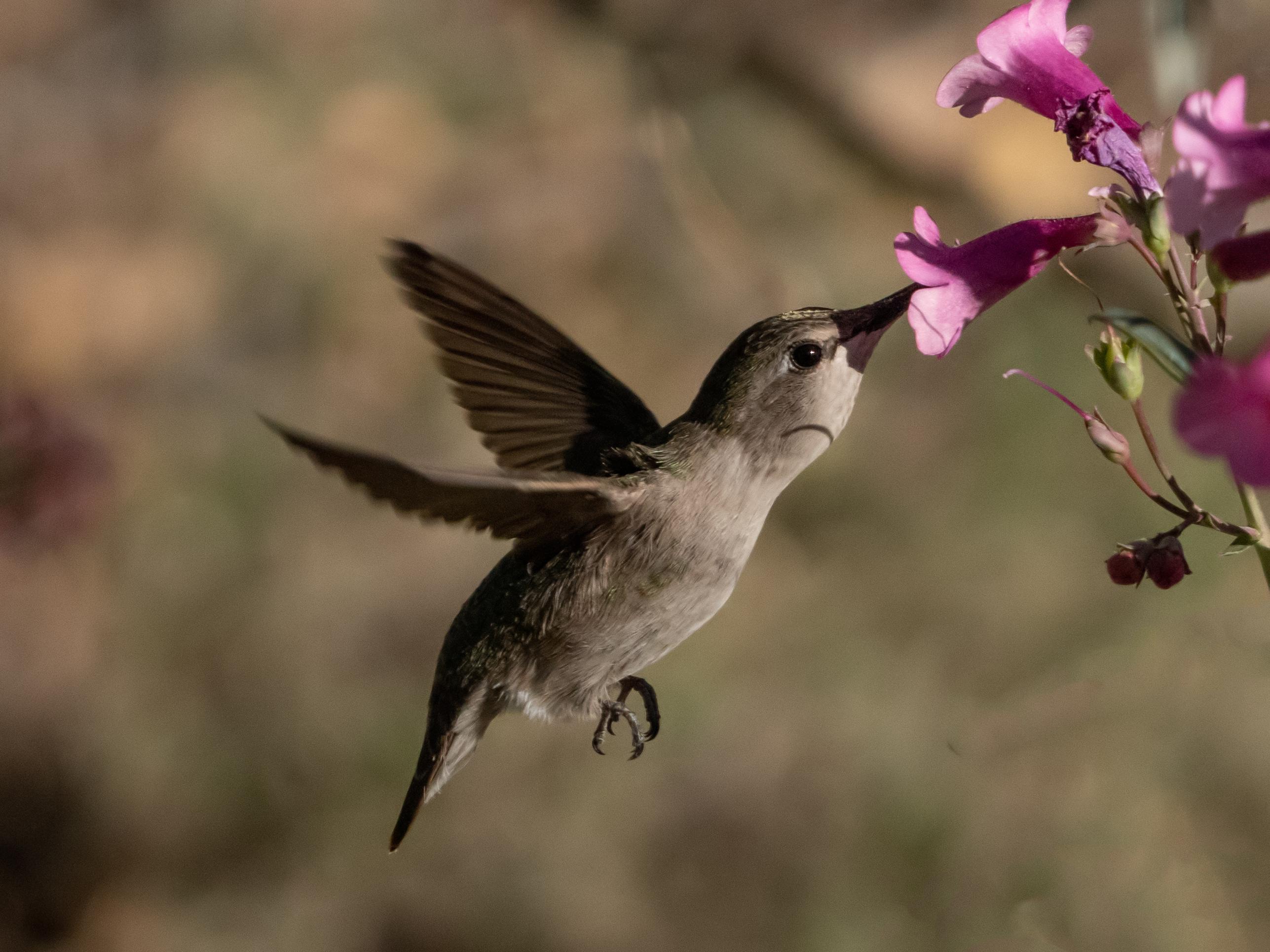 Costa's Hummingbird