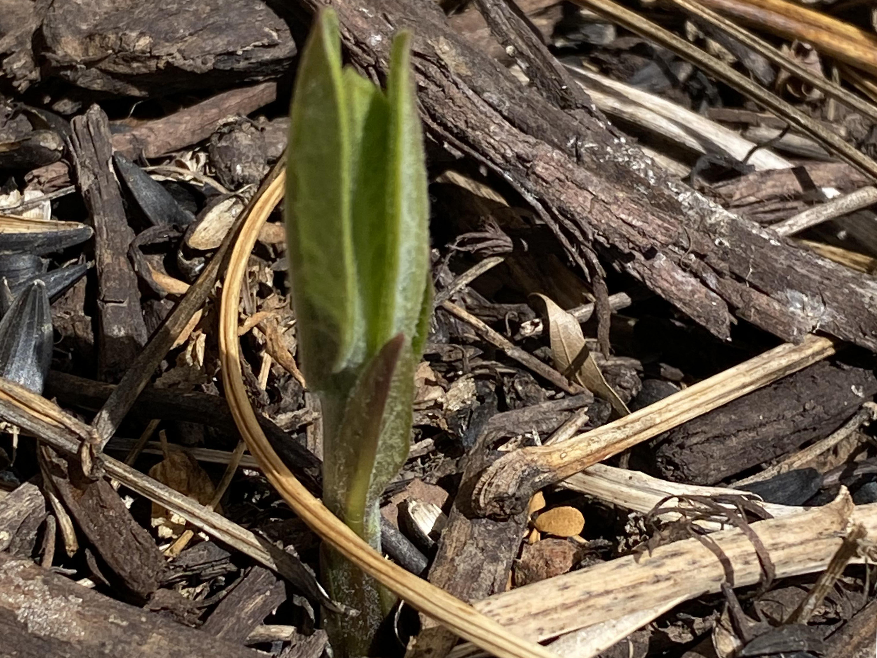 common milkweed