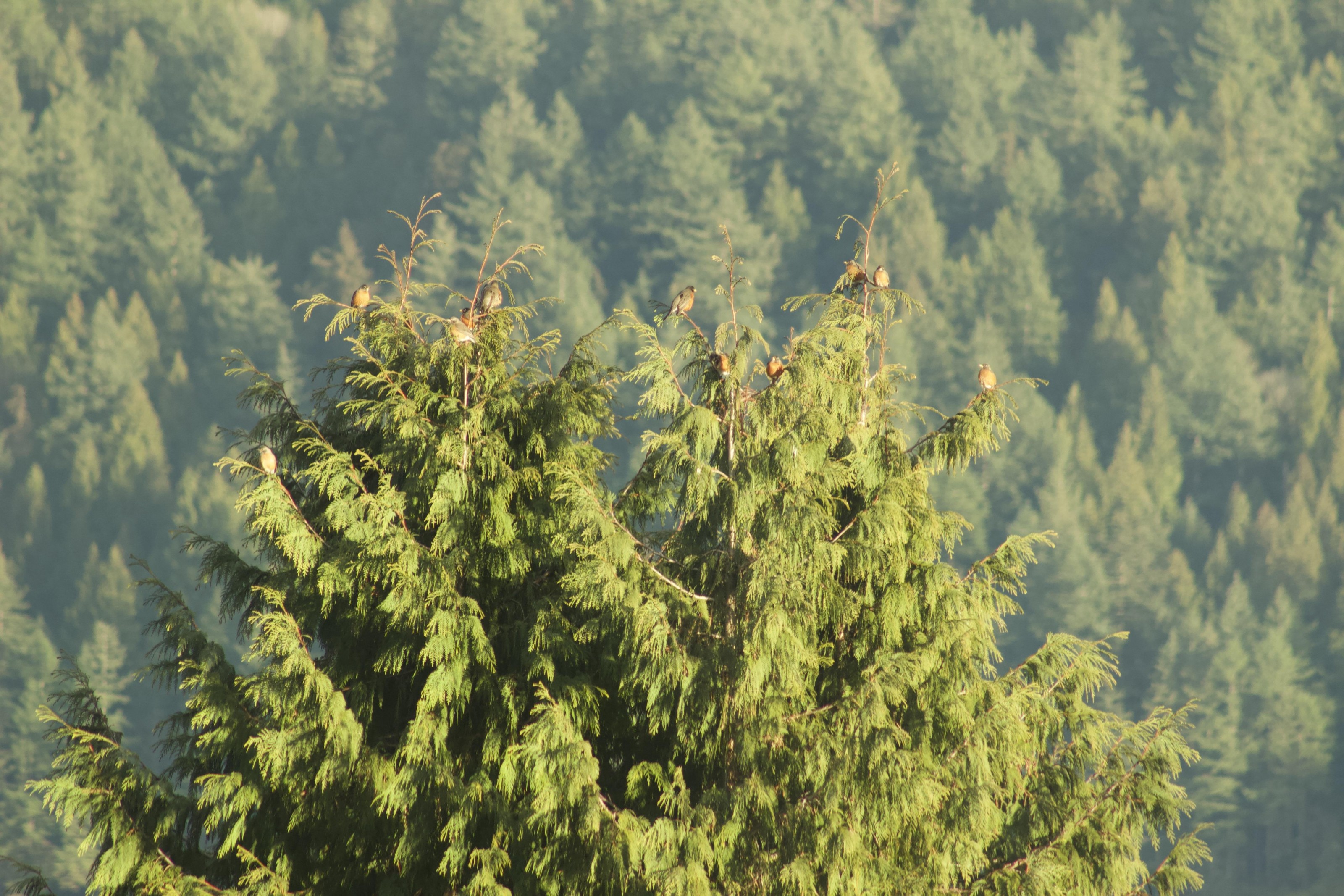 American Robins in British Columbia.