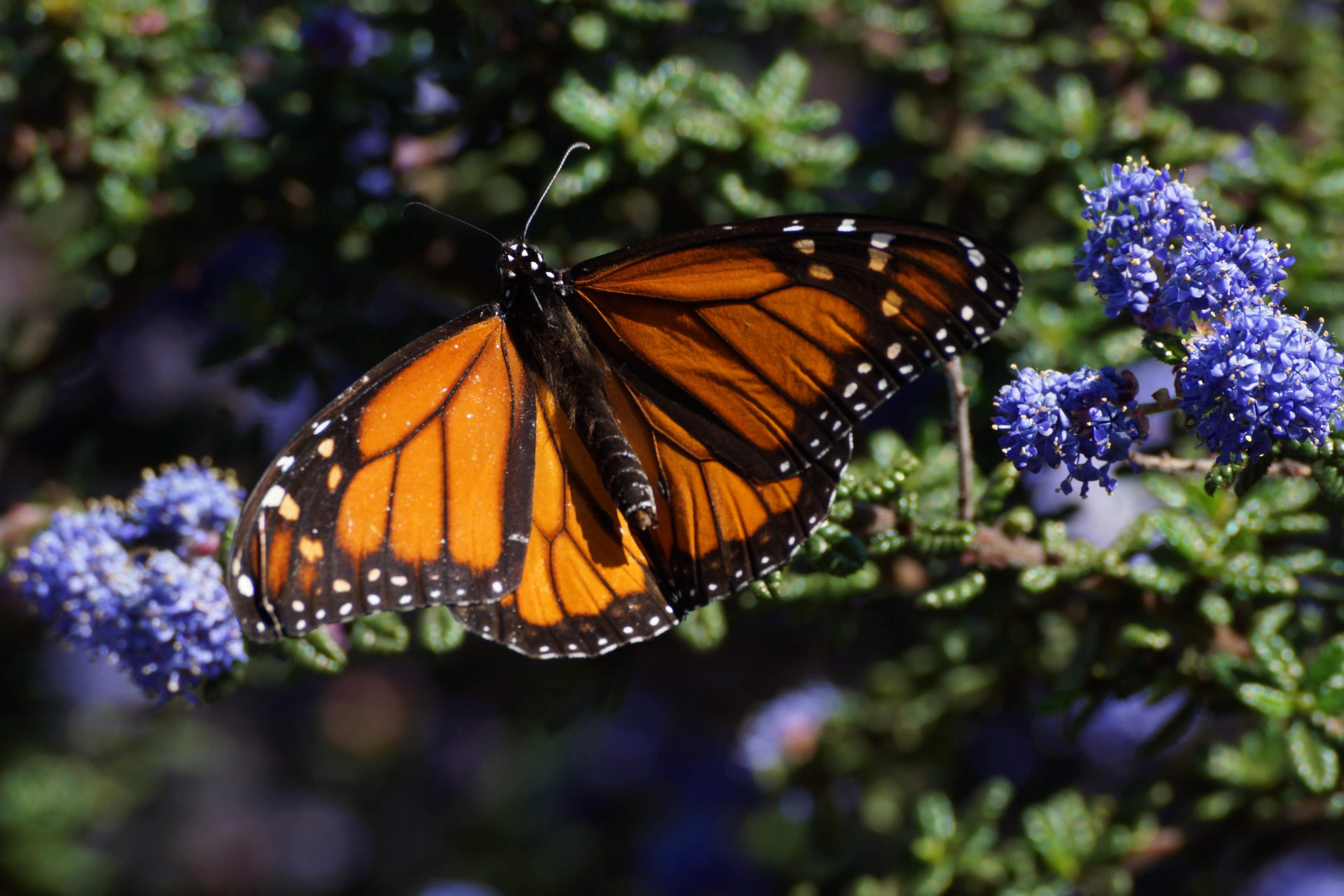 Monarch in Oakland