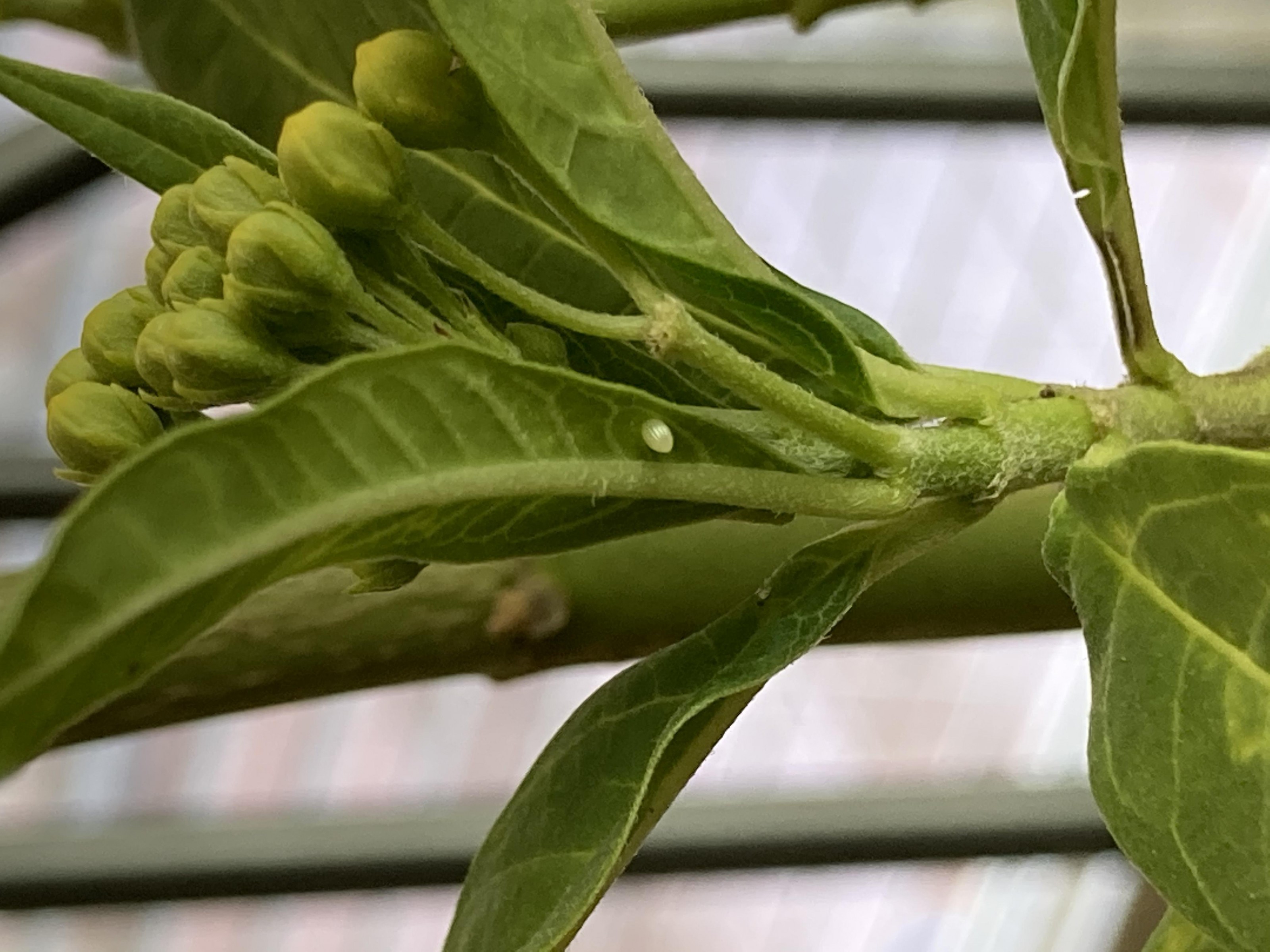 Monarch egg on milkweed in Texas.