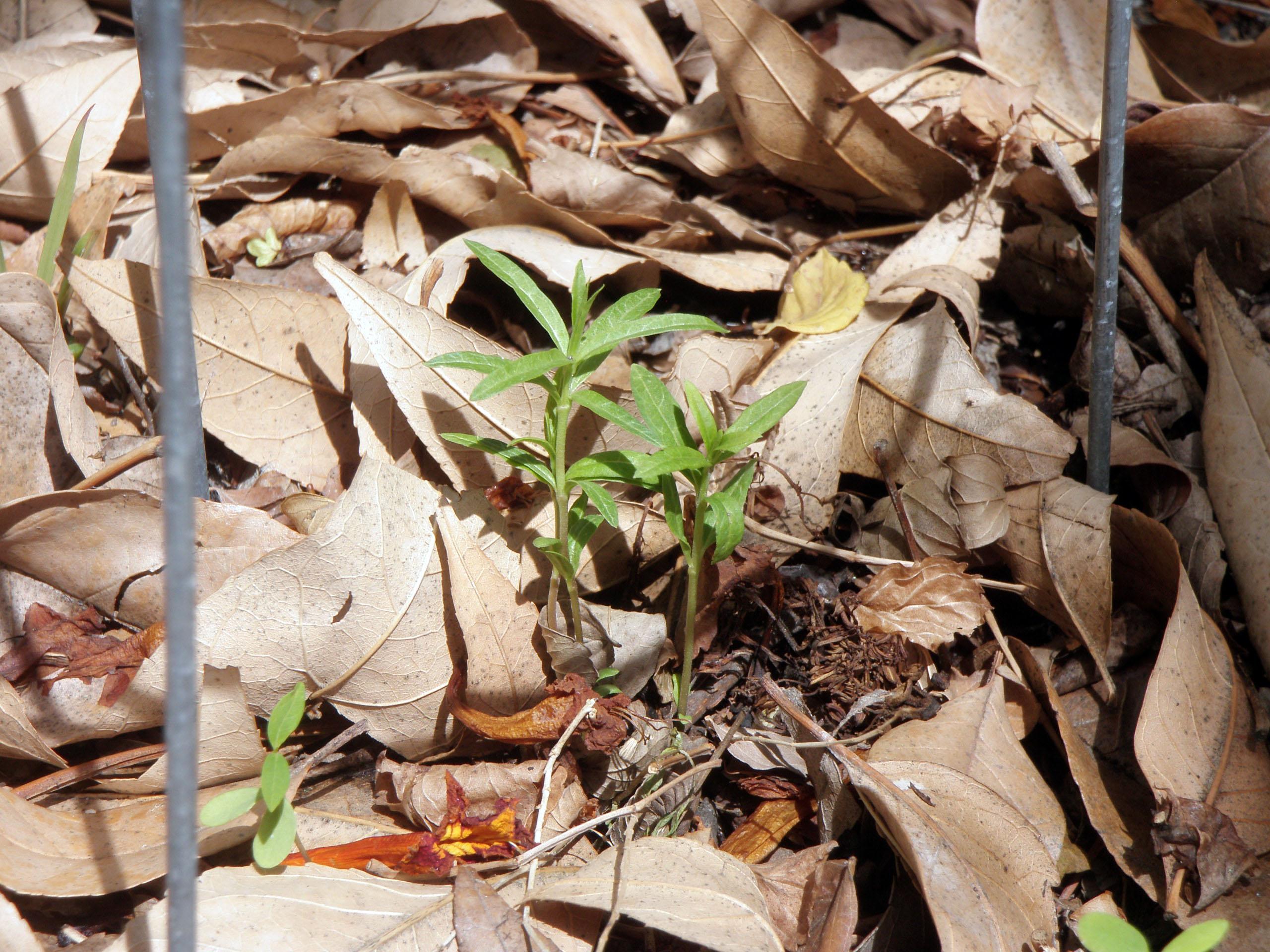 Narrow Leaf Milkweed