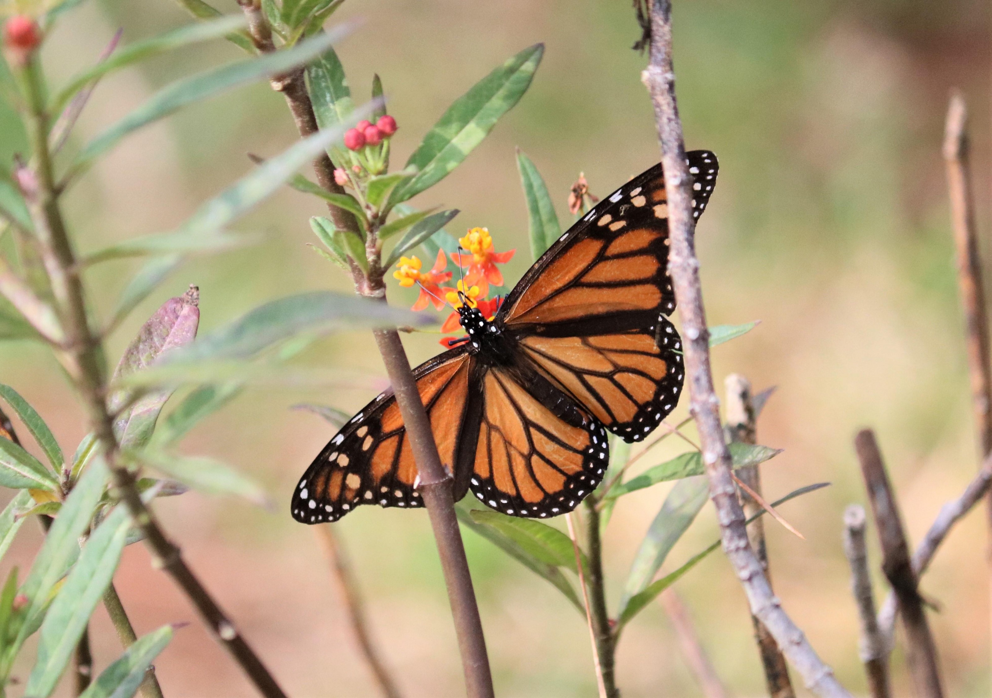 Monarch on tropical milkweed.