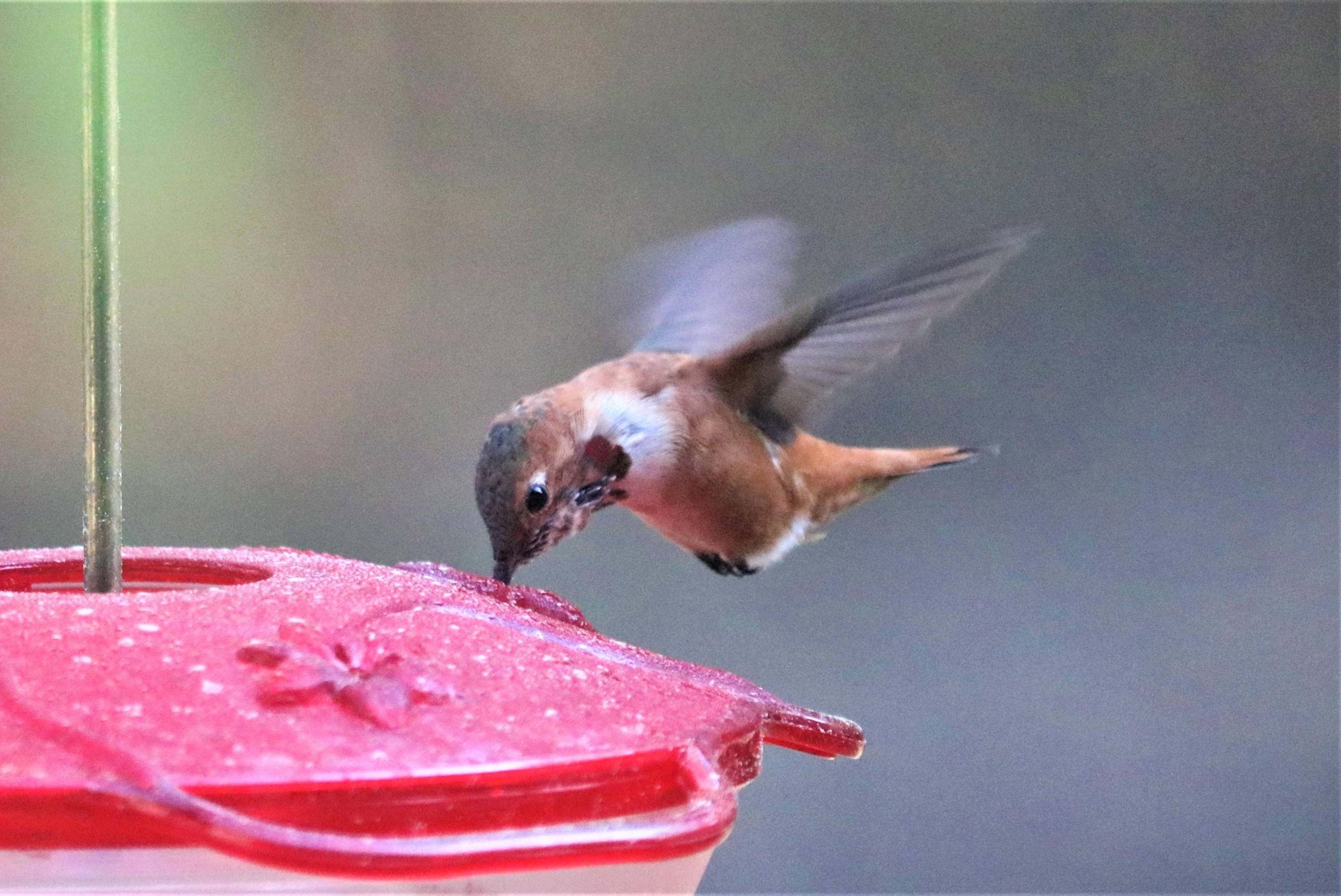 Rufous Hummingbird. 