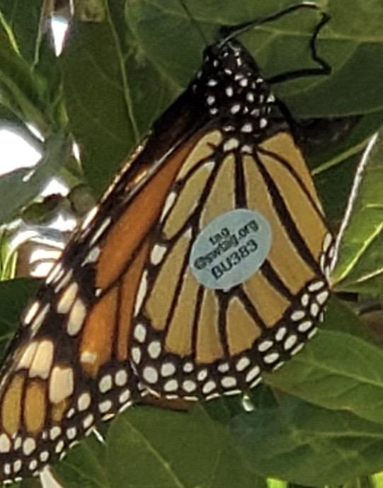 Monarch in Mesa, AZ