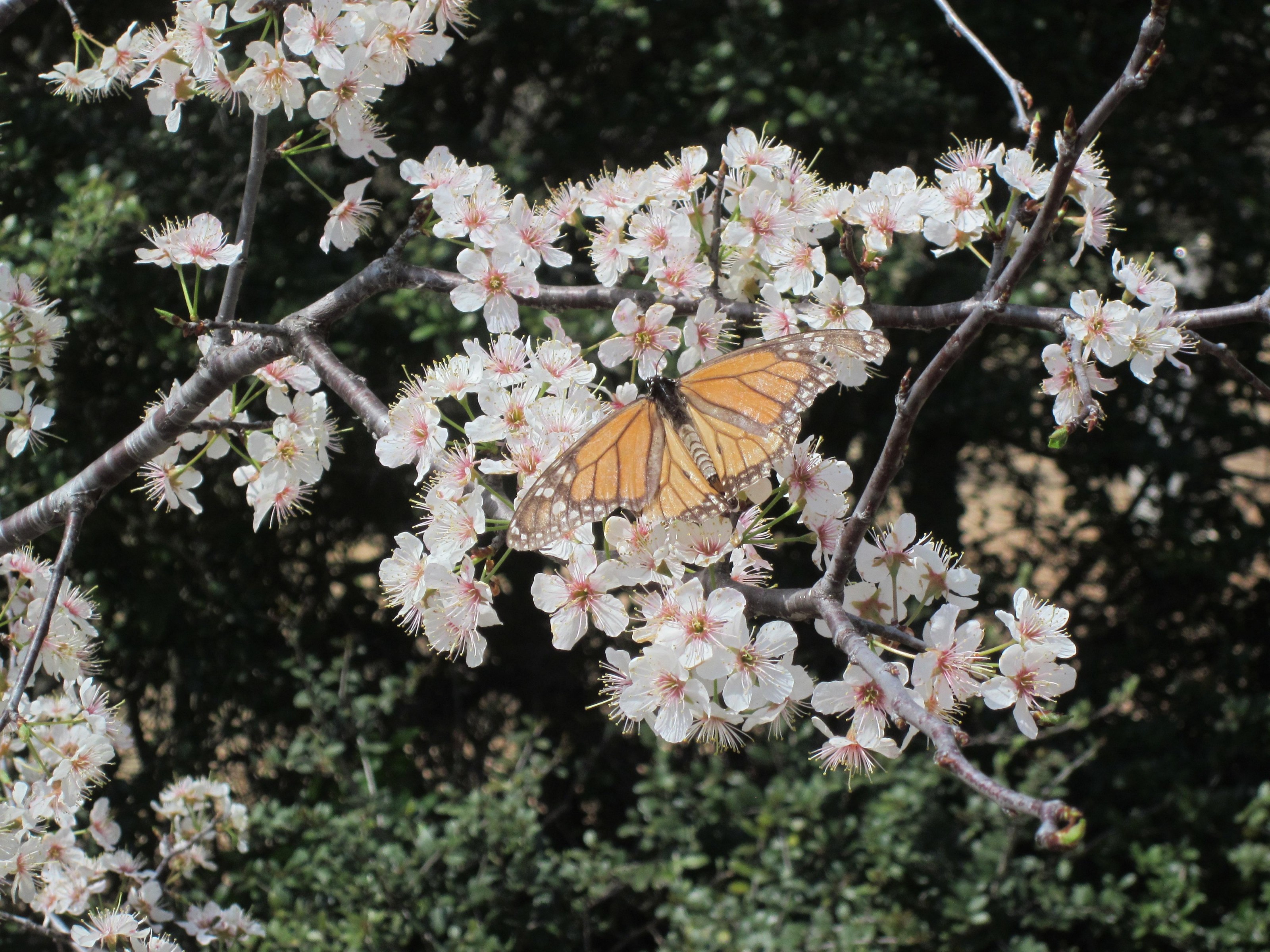 Faded Monarch.