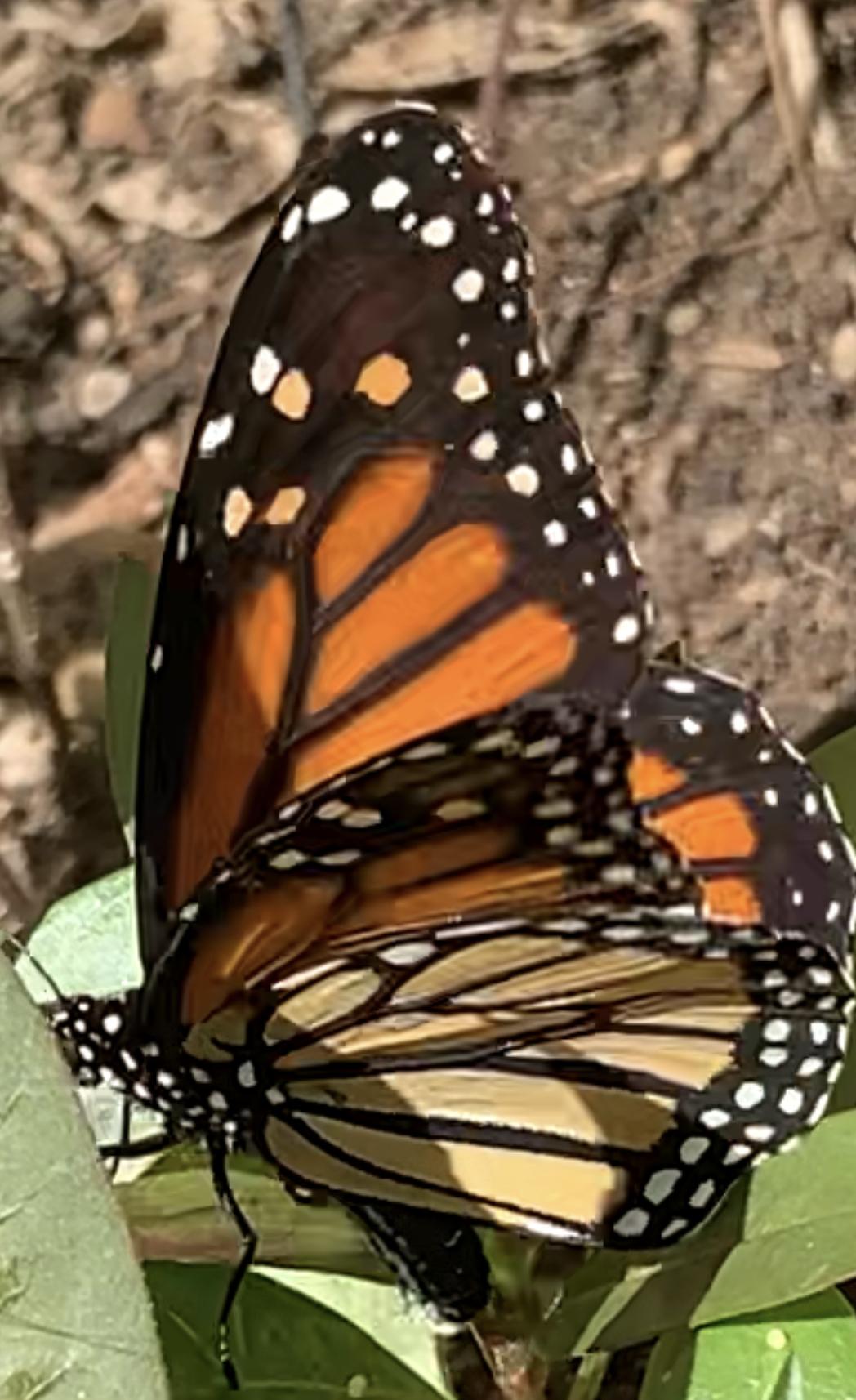 Monarch depositing eggs.