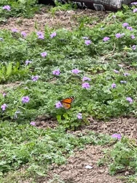 Monarch in Texas.