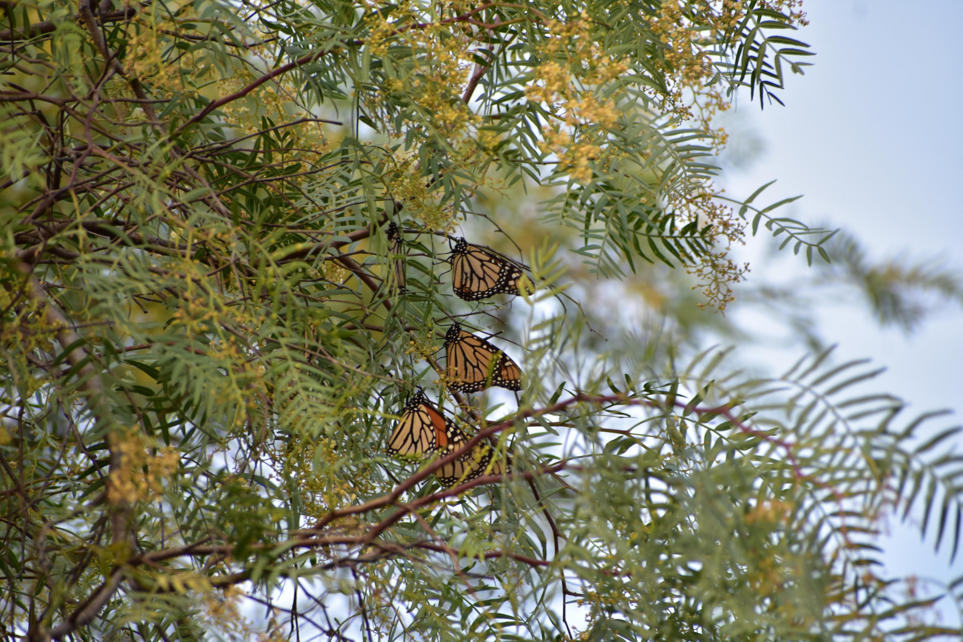 Monarchs nectaring