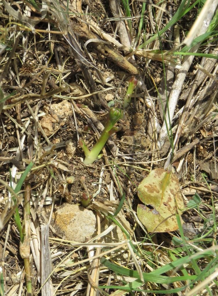 Milkweed 