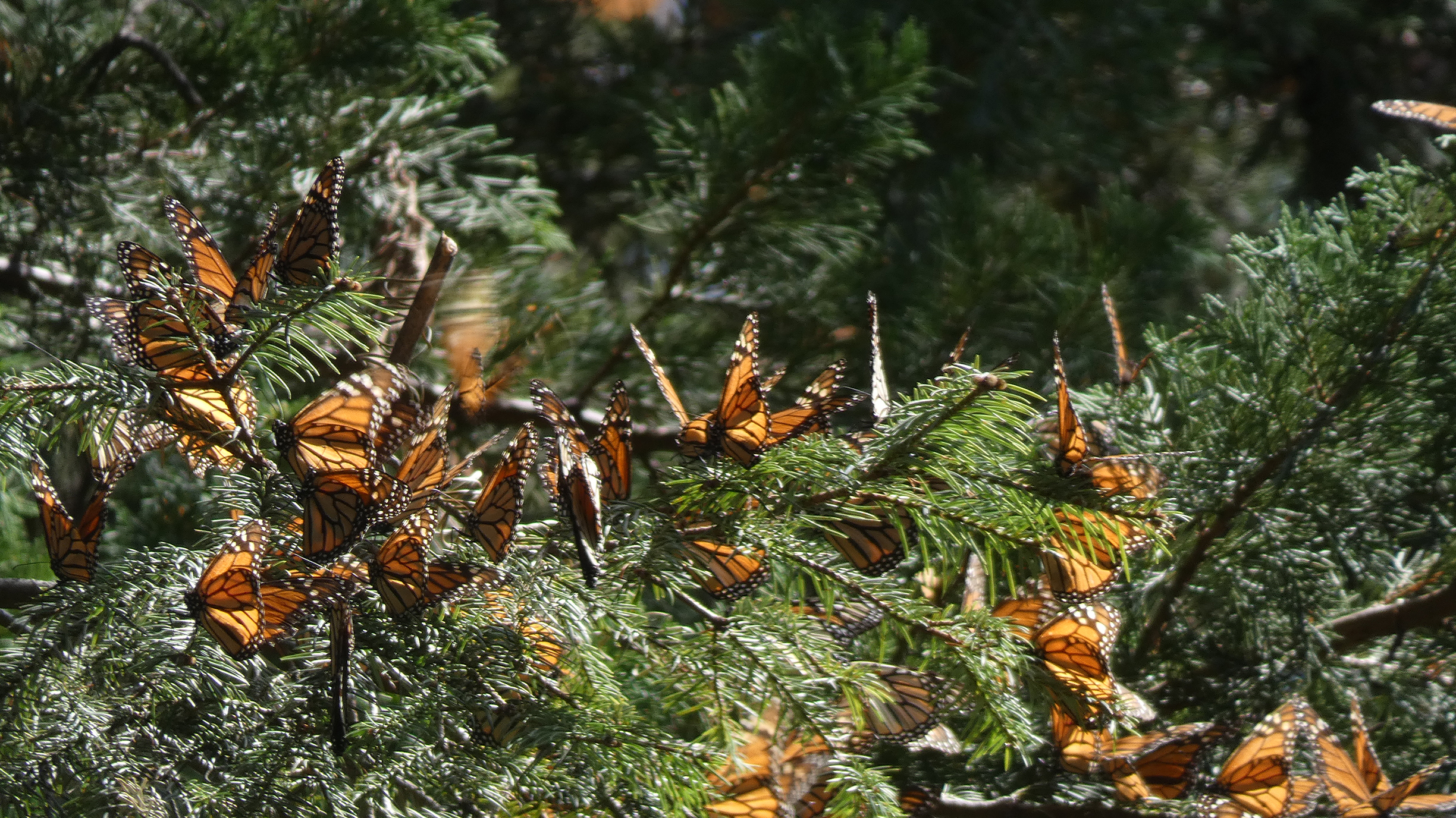 Monarchs on branches.