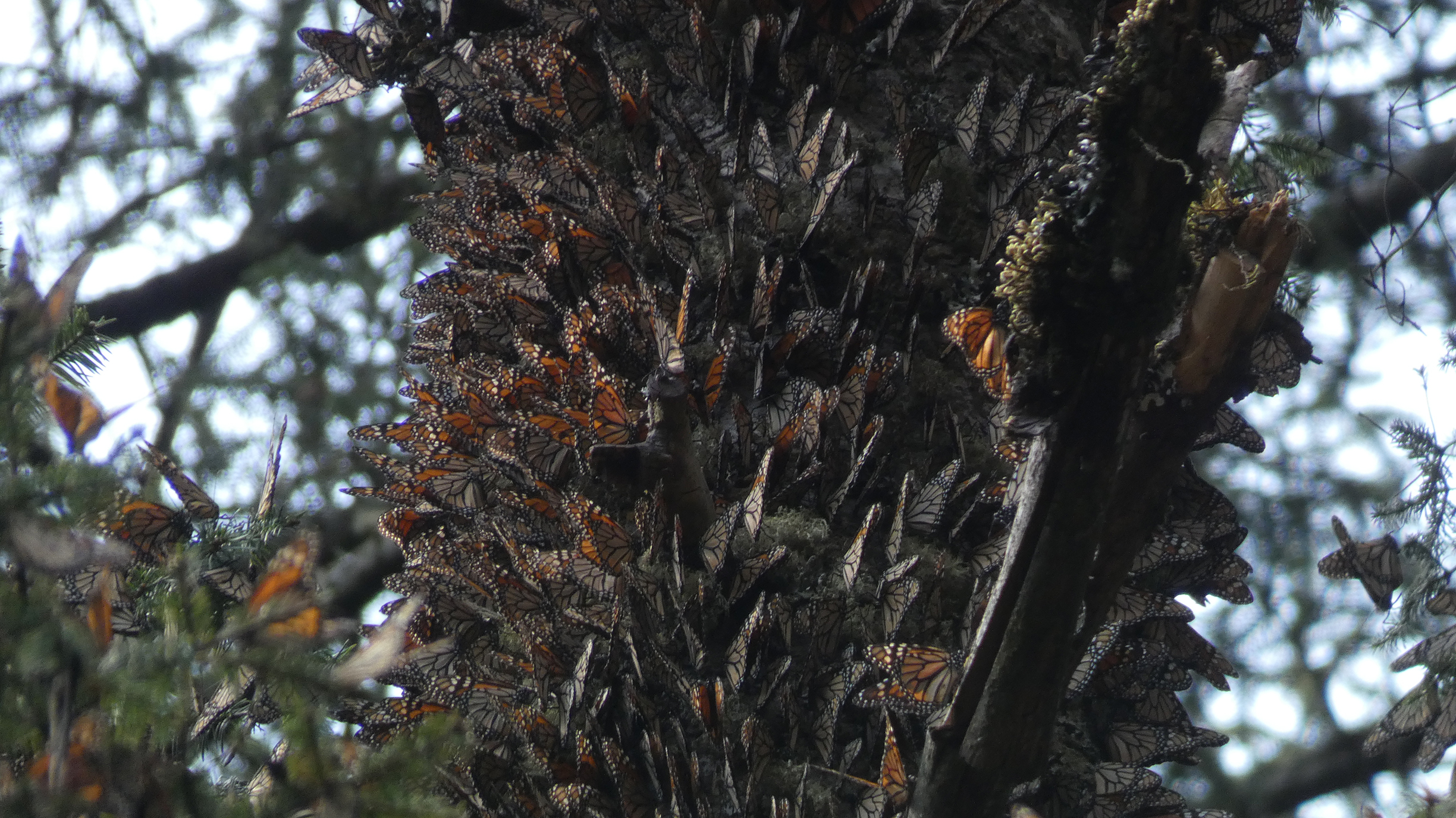 Monarchs on a tree trunk