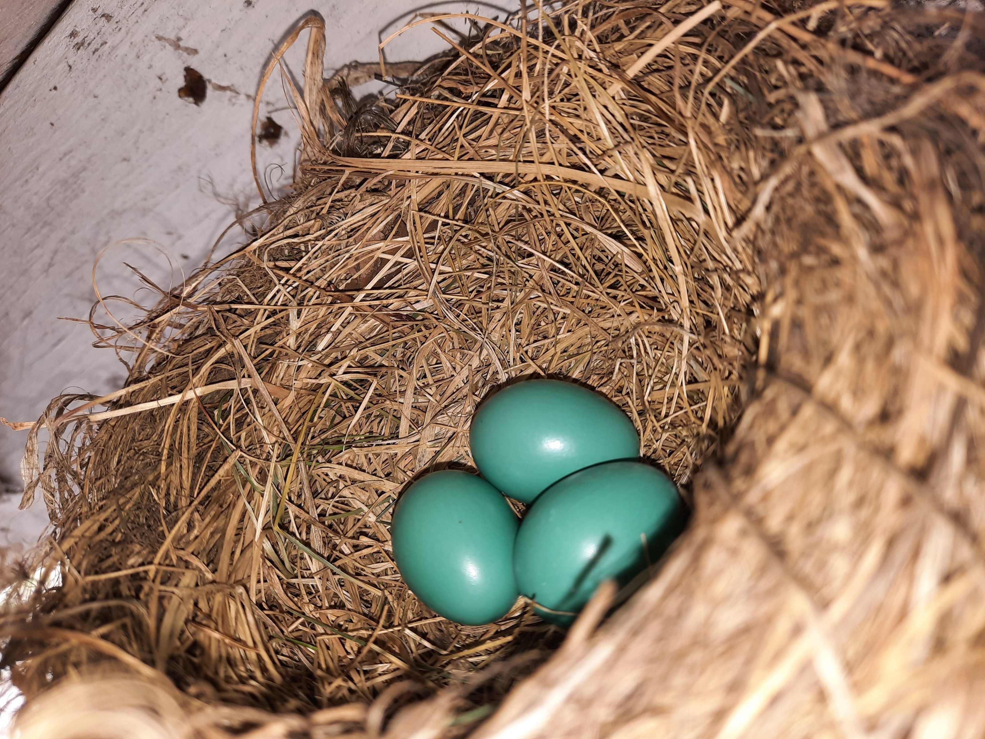 American Robin eggs