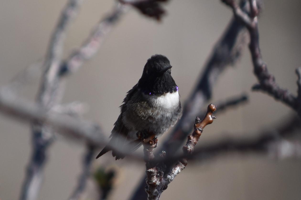 Black-chinned Hummingbird