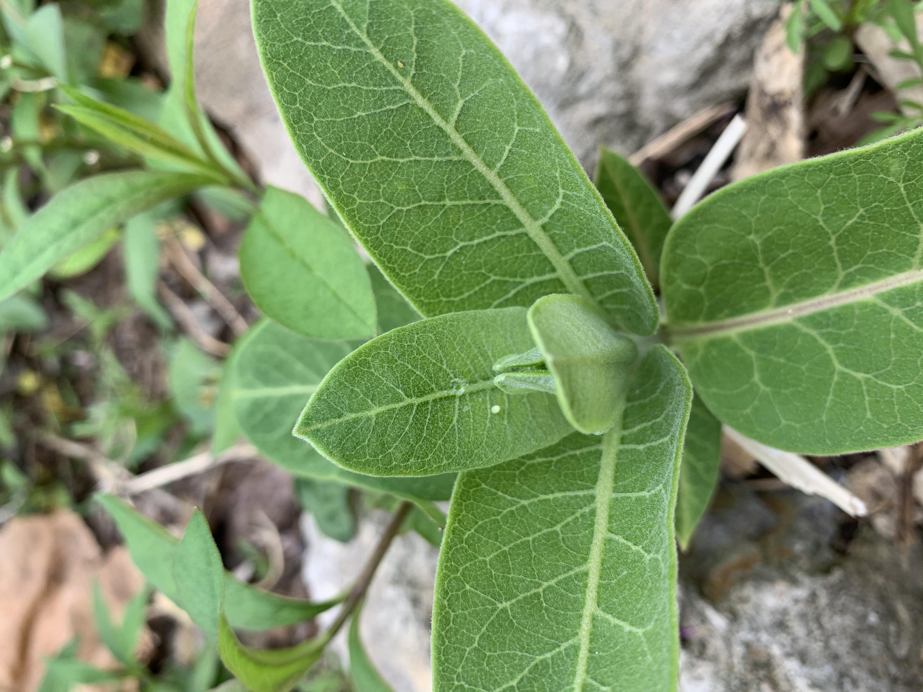 Monarch eggs on milkweed