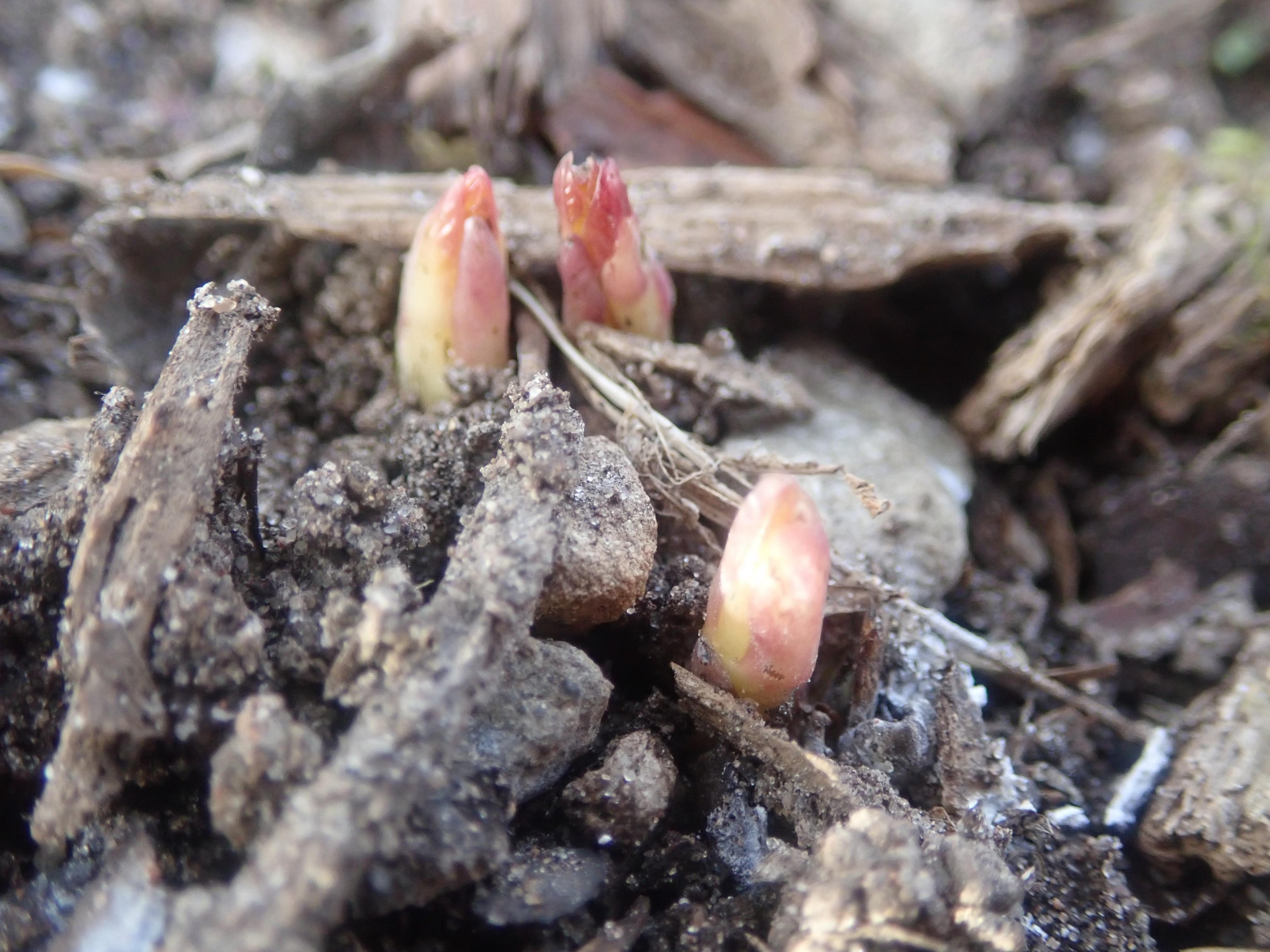 Poke Milkweed