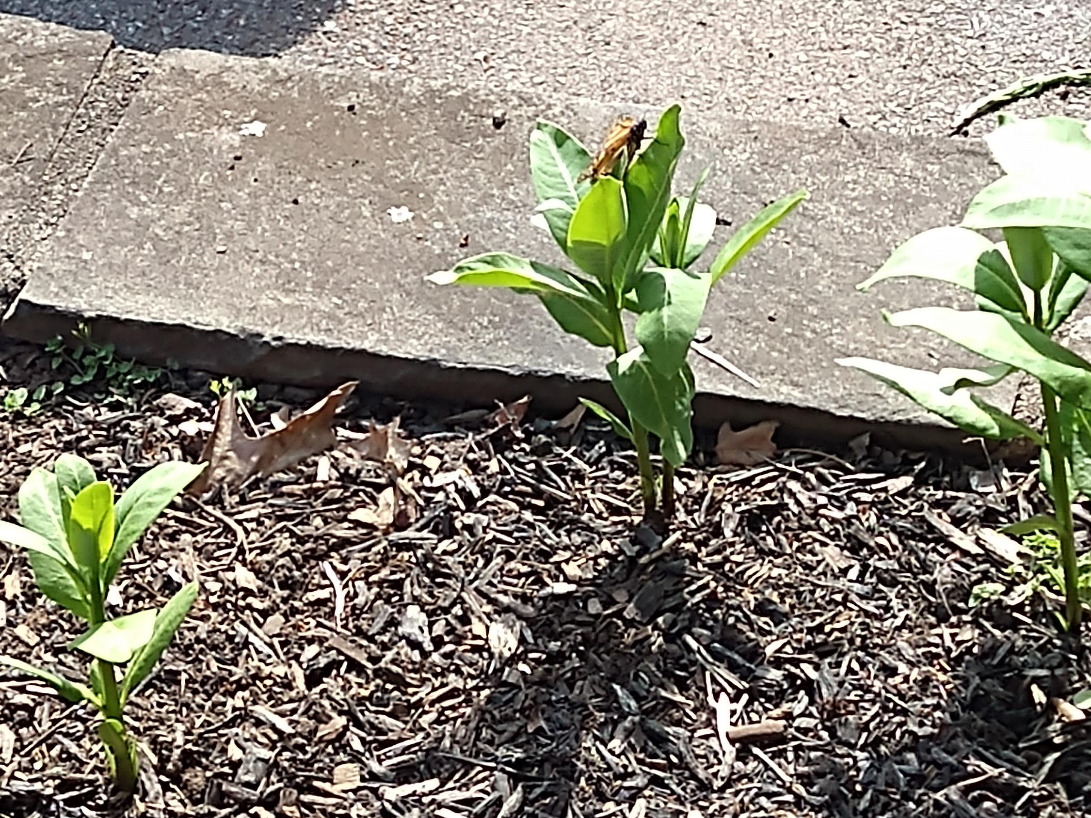 Monarch Butterfly laying eggs 