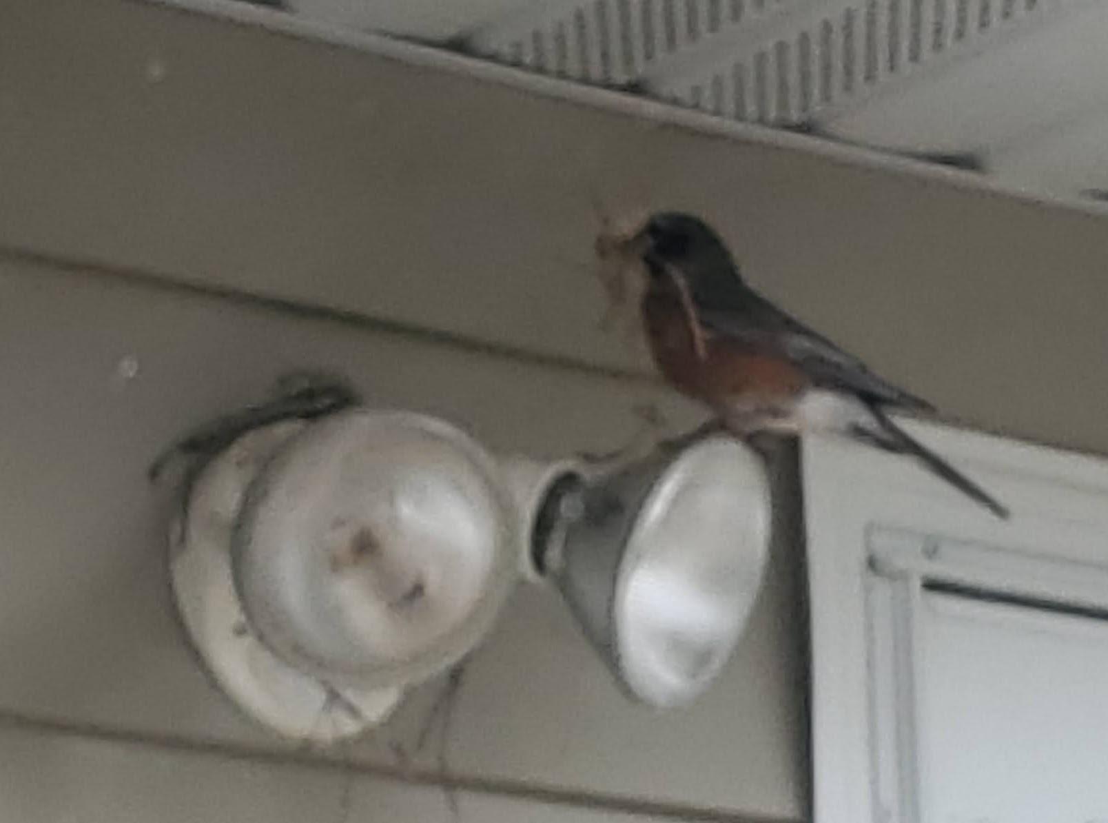 American Robin