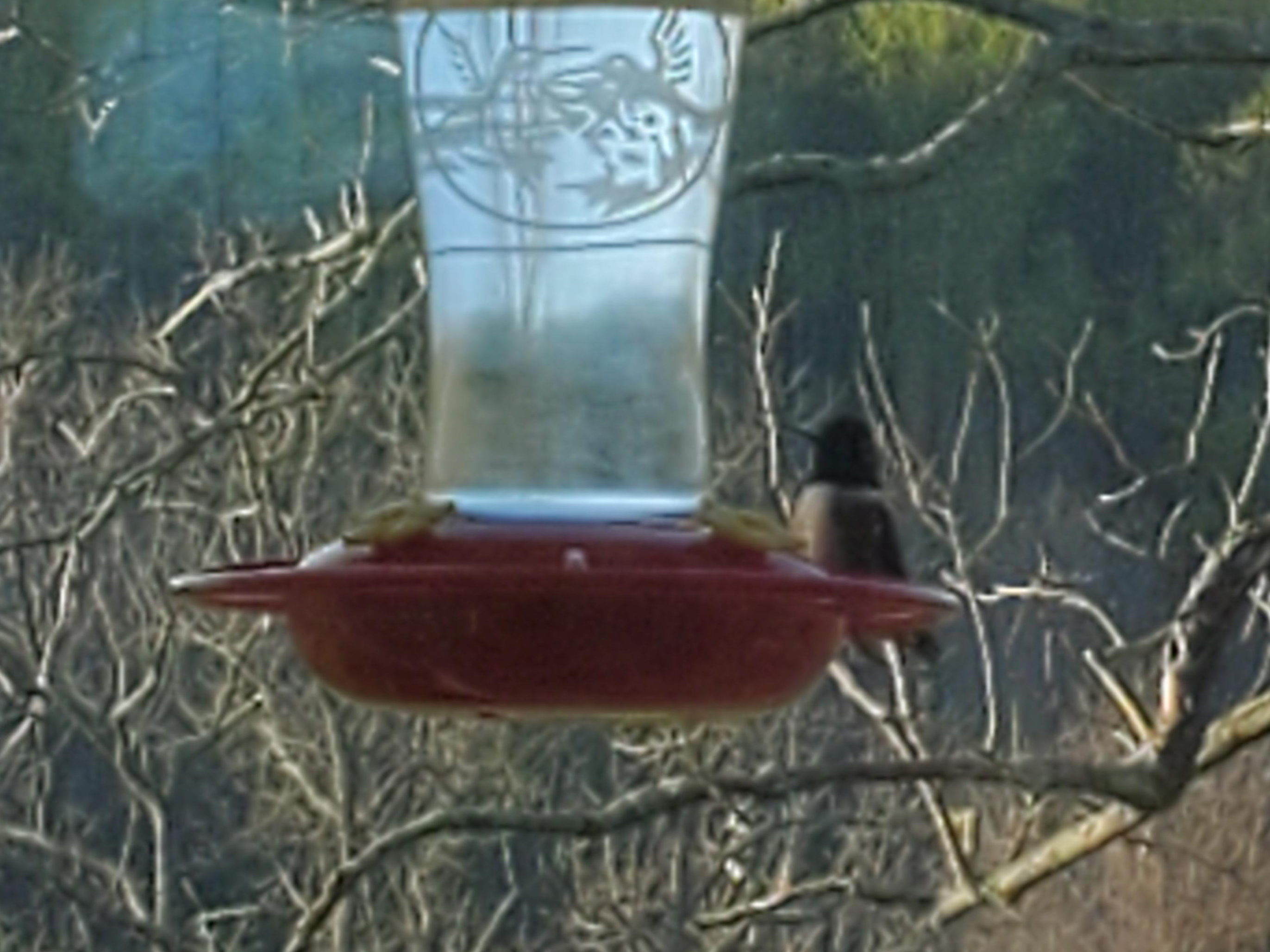 Male Ruby-throated Hummingbird.